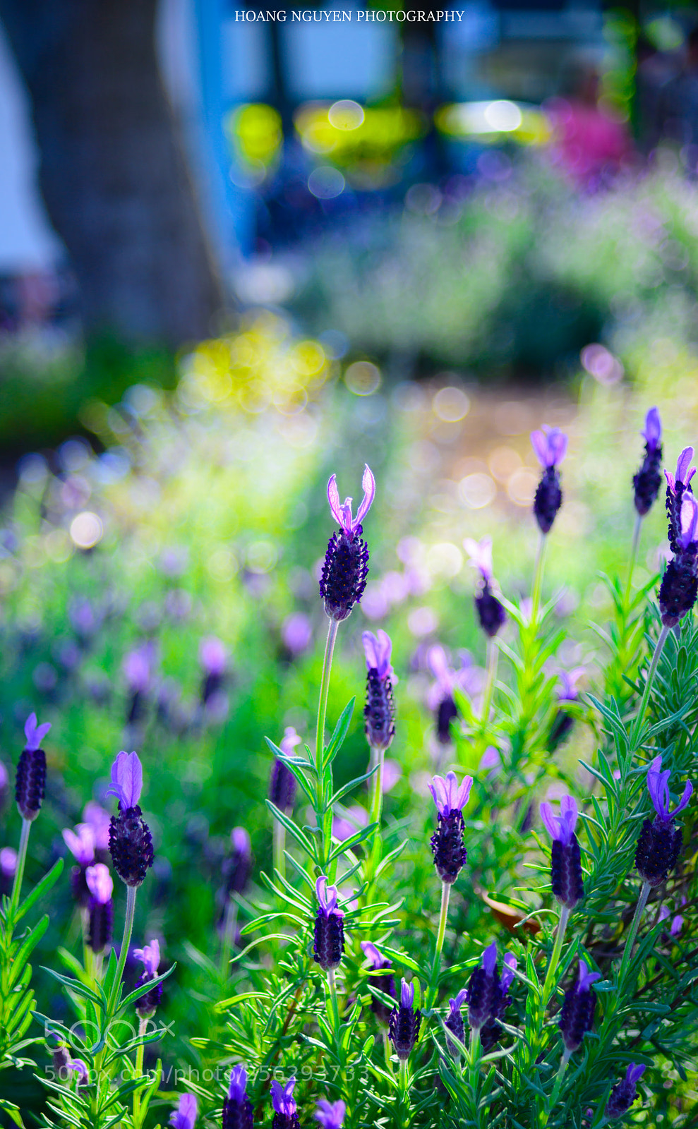 Nikon D800 sample photo. Baby flower photography