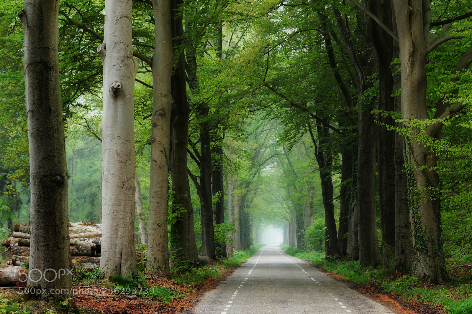 Canon EOS 7D Mark II sample photo. Take me home country photography