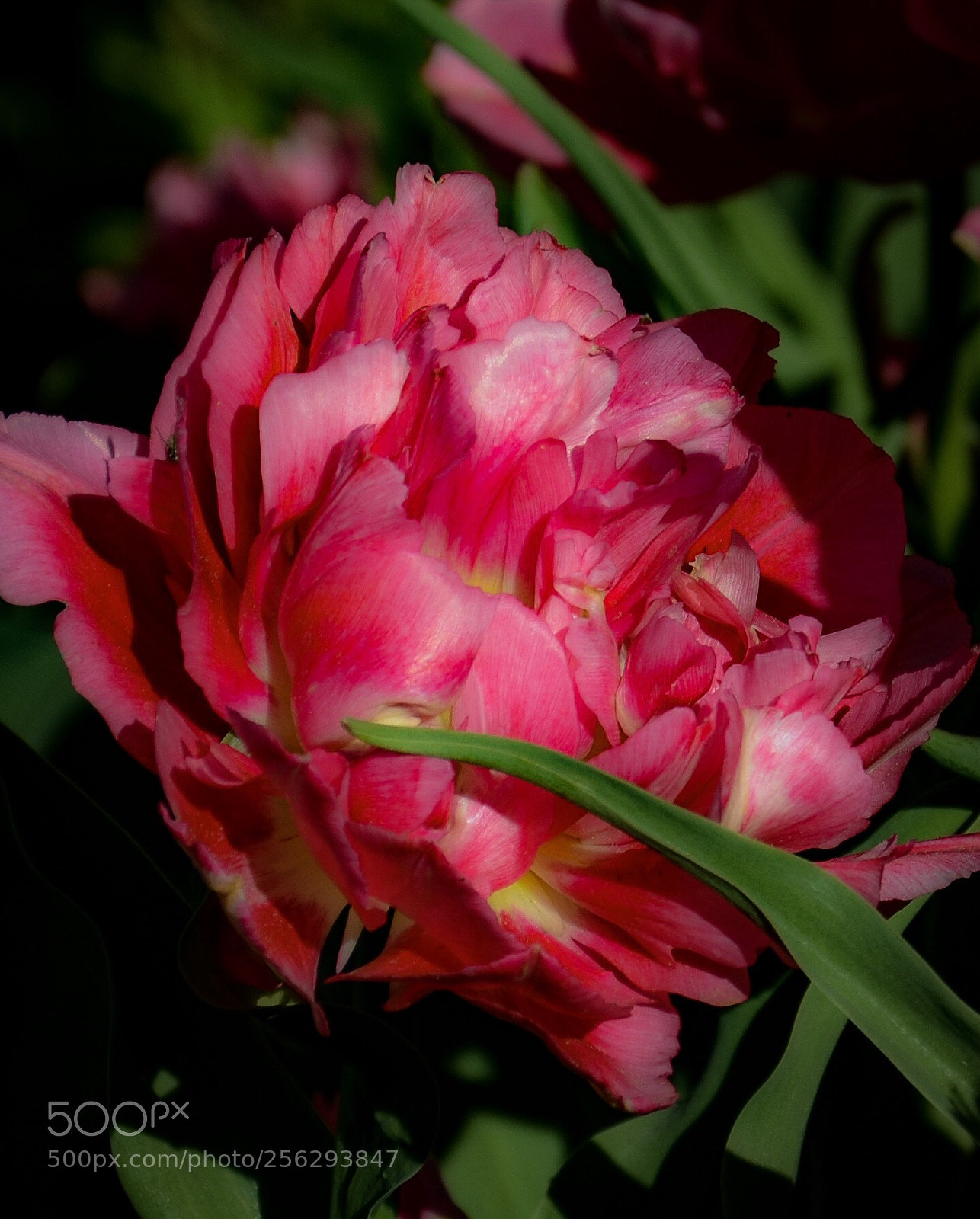 Nikon D7000 sample photo. Pink photography