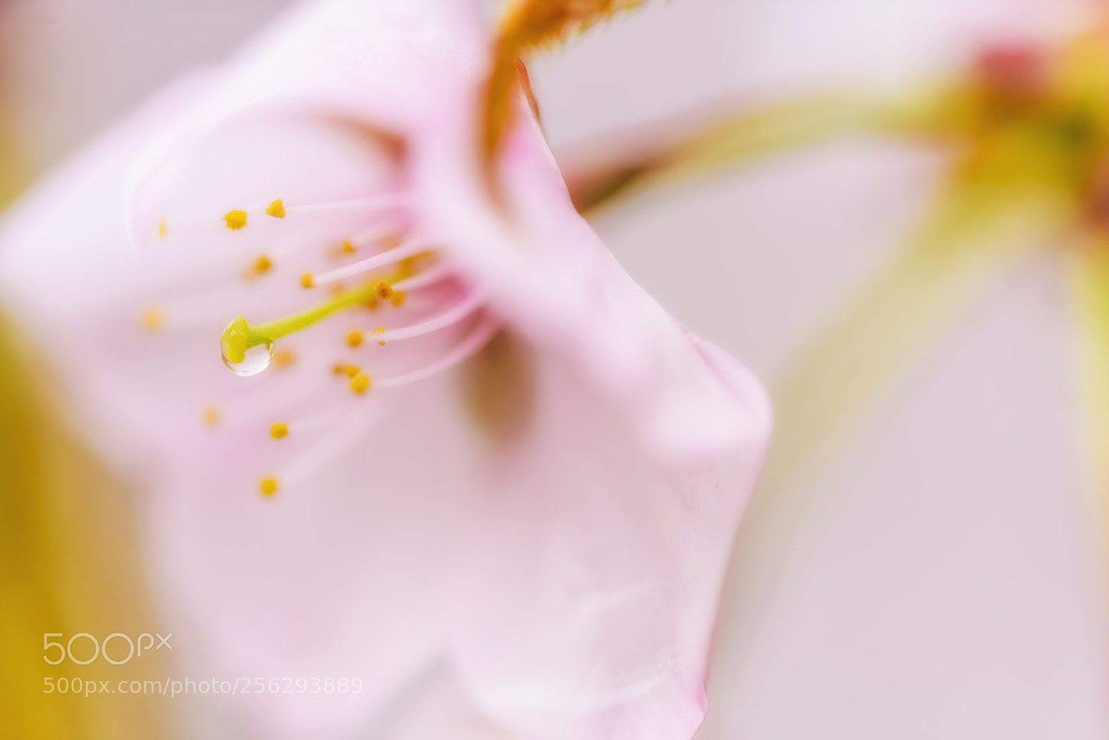 Nikon D810 sample photo. Cherry blossoms on rainy photography