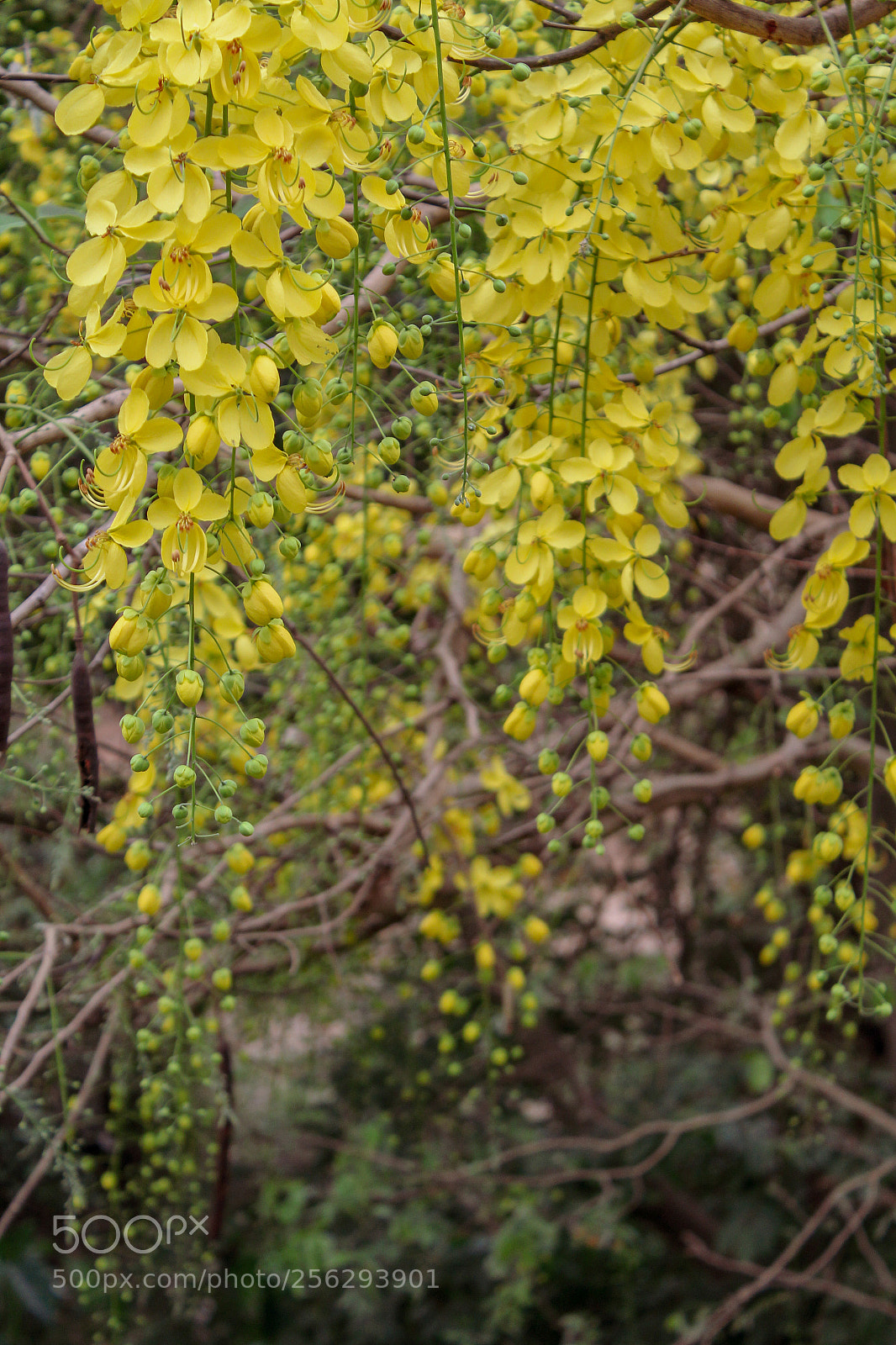 Canon EOS 1200D (EOS Rebel T5 / EOS Kiss X70 / EOS Hi) sample photo. Yellow bliss photography