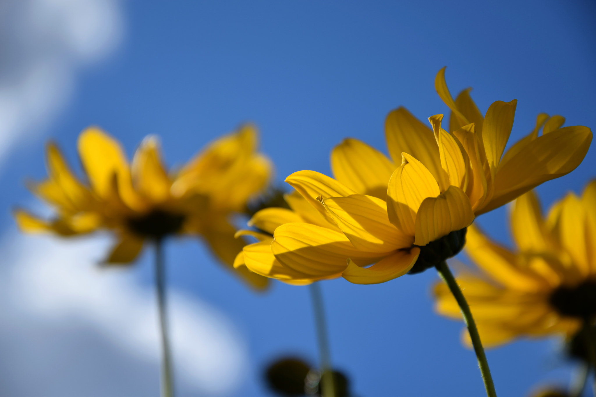 Nikon D3300 sample photo. Flower photography