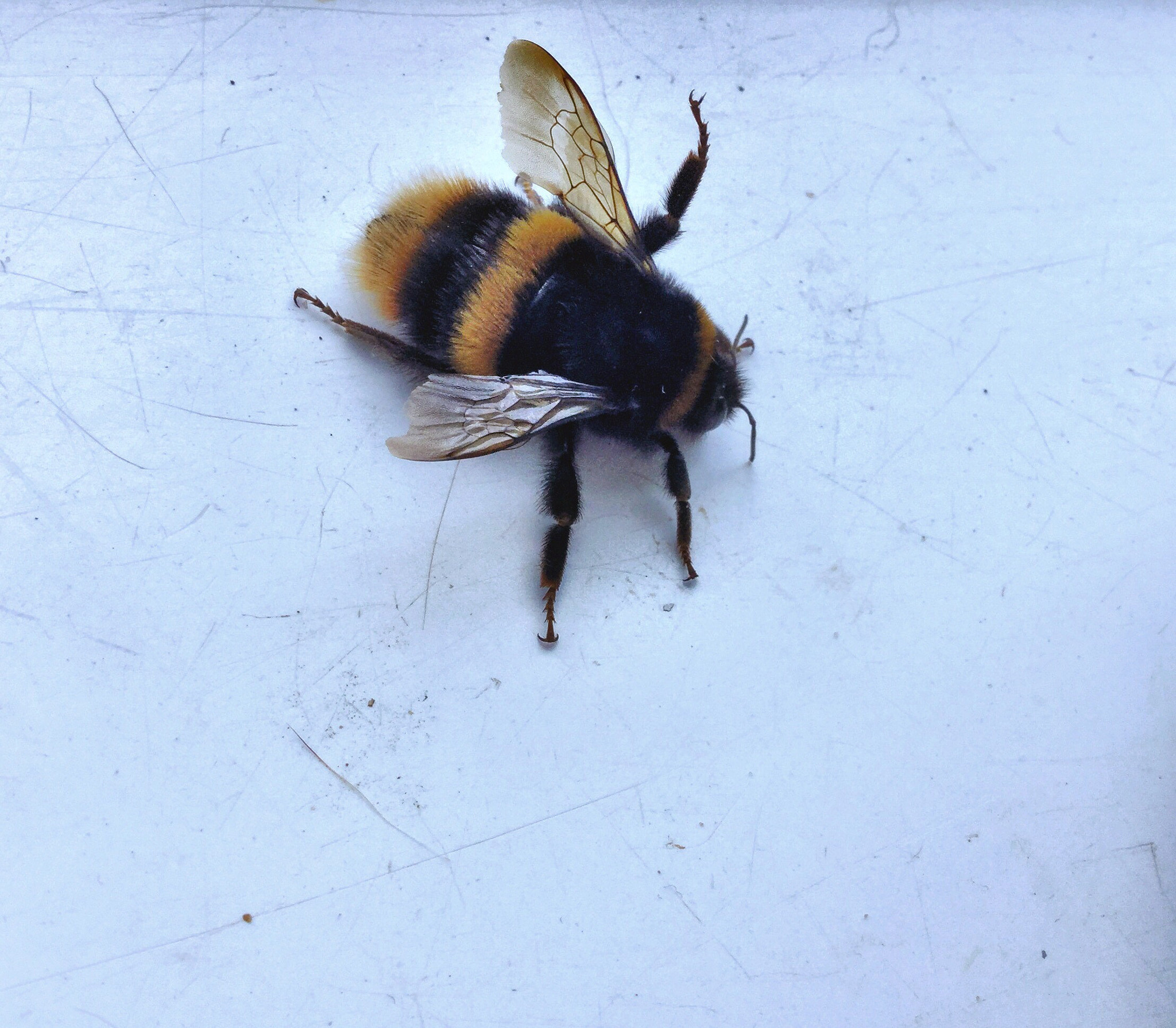 Apple iPad Air 2 sample photo. Bee photography