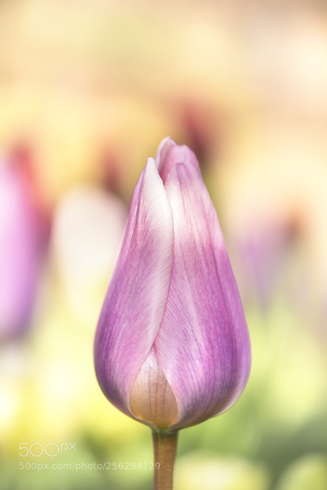 Nikon D810 sample photo. Tulip 'light & dreamy' photography