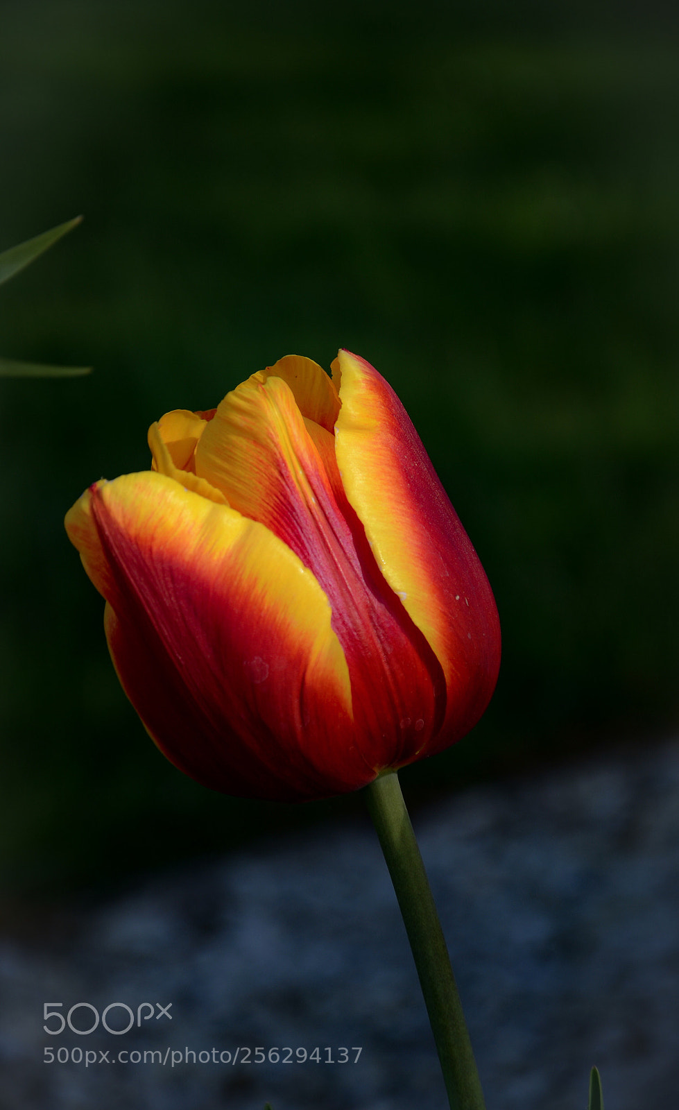 Nikon D7000 sample photo. Tulip photography