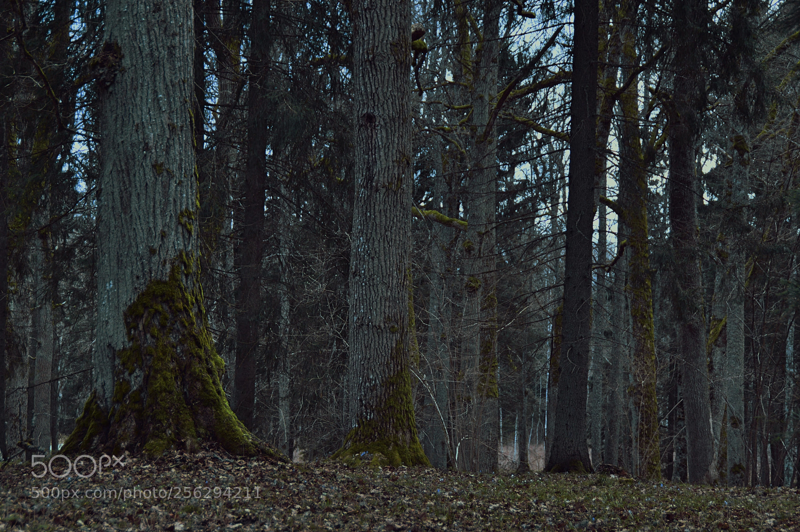Nikon D3200 sample photo. Traditional manor park in photography