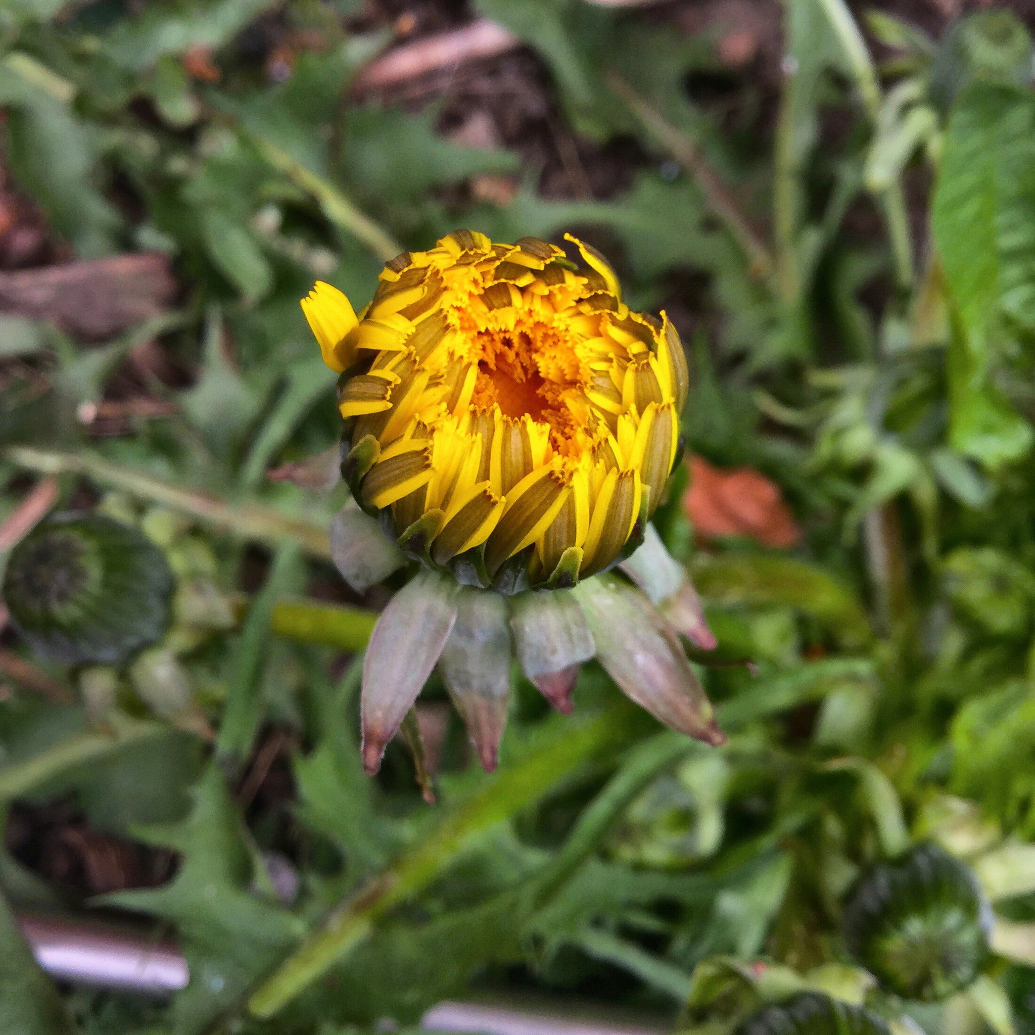 Apple iPad Air 2 sample photo. Nature  photography