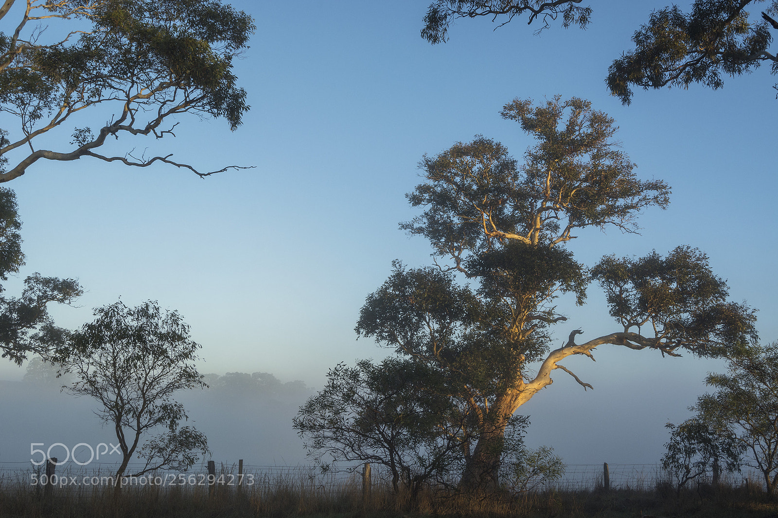 Nikon D7100 sample photo. Gum tree capturing light photography