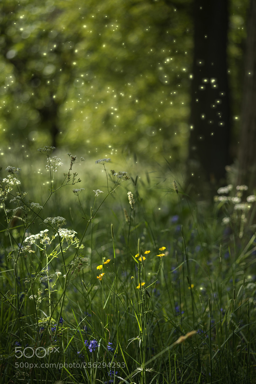 Nikon D800 sample photo. Stunning fantasy style landscape photography