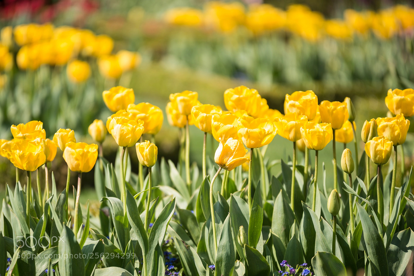 Nikon D800 sample photo. Beautiful vibrant yellow tulips photography