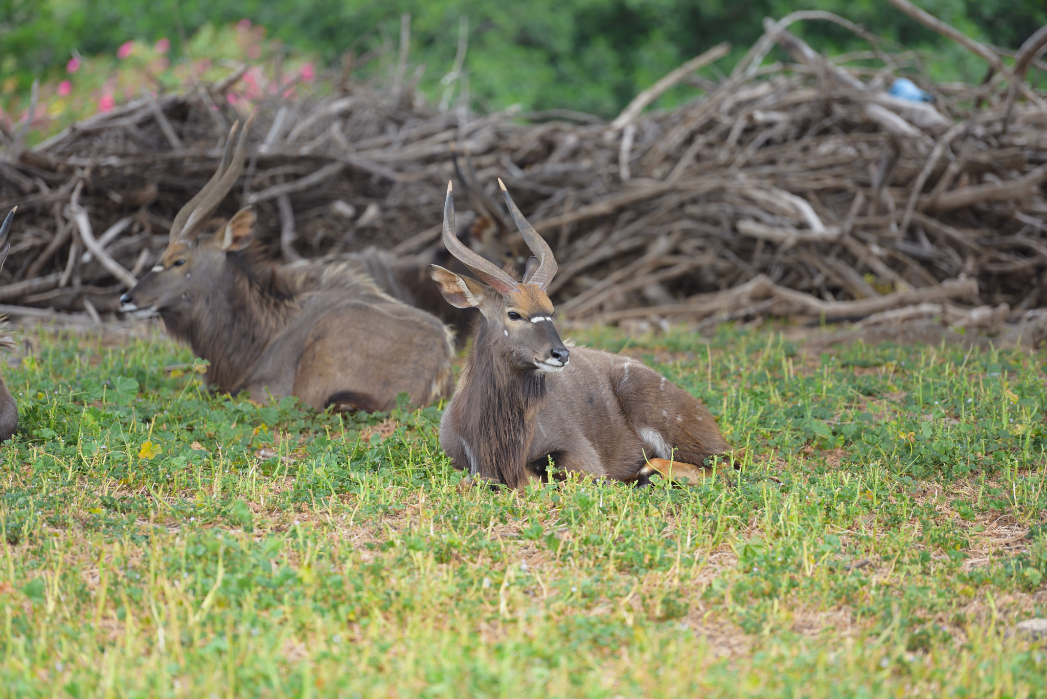 Nikon AF-S Nikkor 70-200mm F2.8G ED VR II sample photo. Antelopes photography