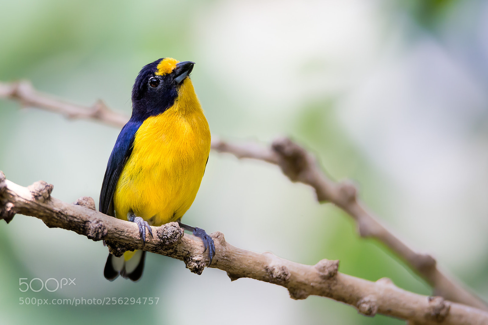 Canon EOS 6D sample photo. Yellow bird photography