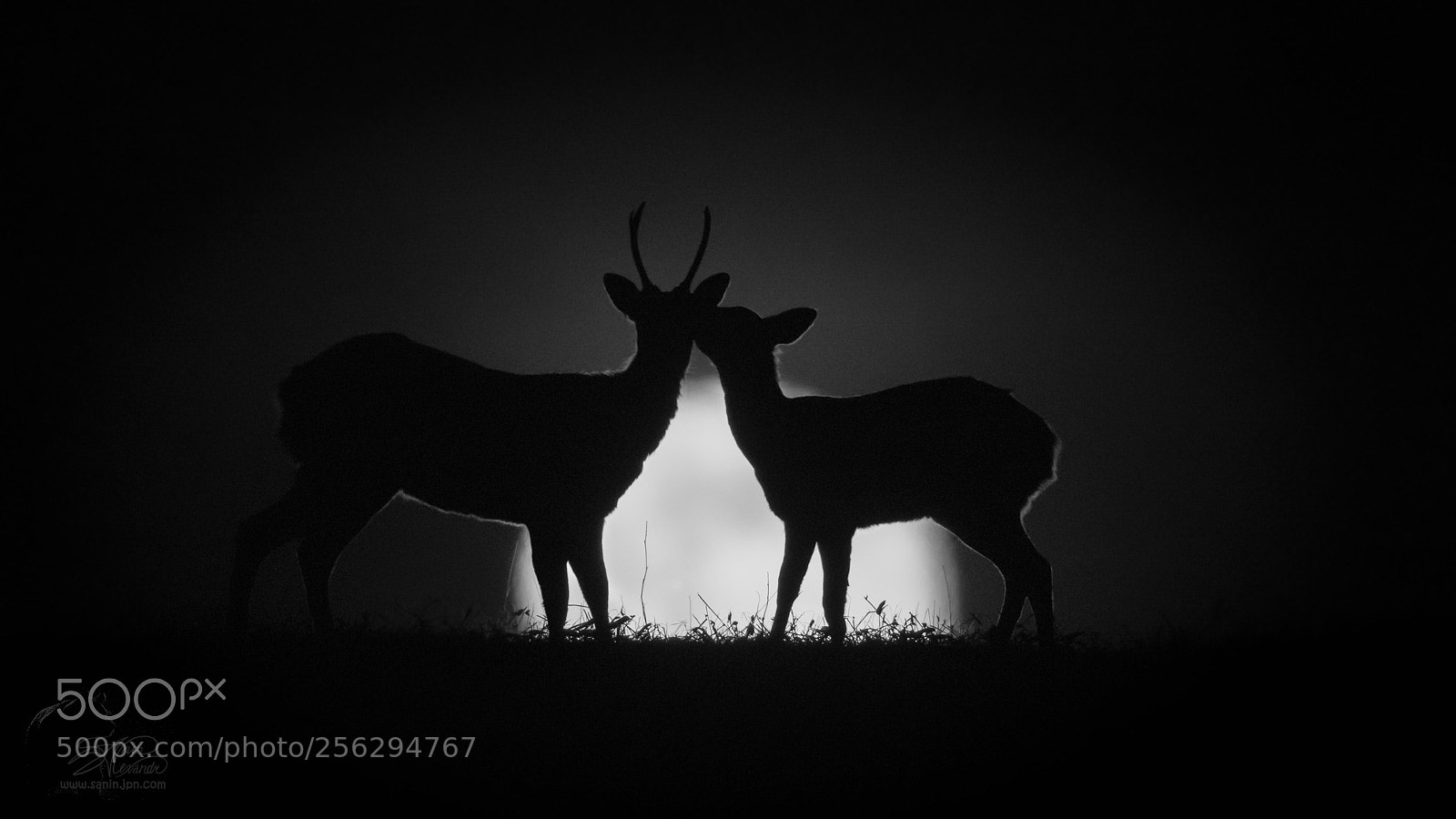 Canon EOS-1D X Mark II sample photo. Deer's kiss photography