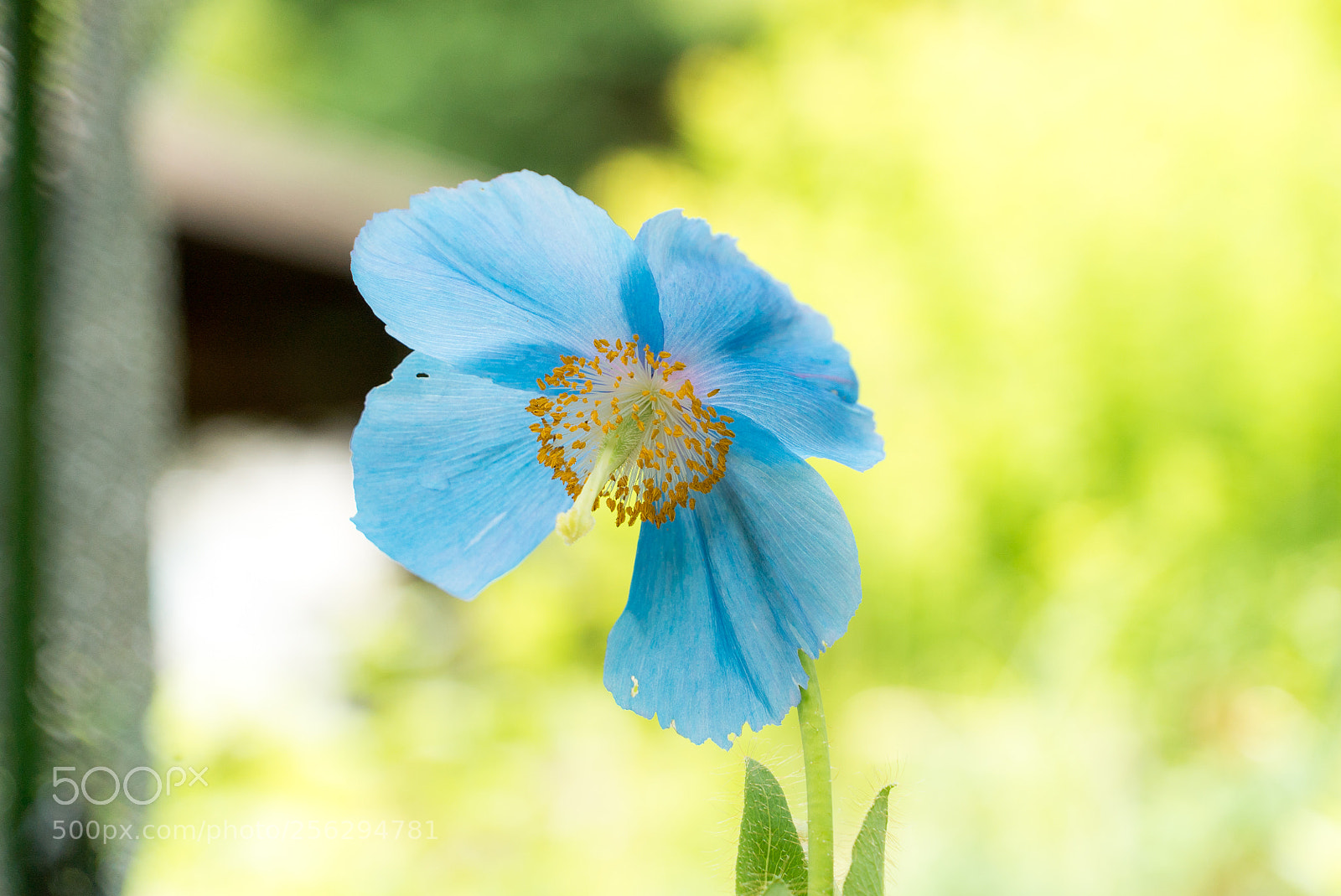 Sony a7S sample photo. Untitled photography