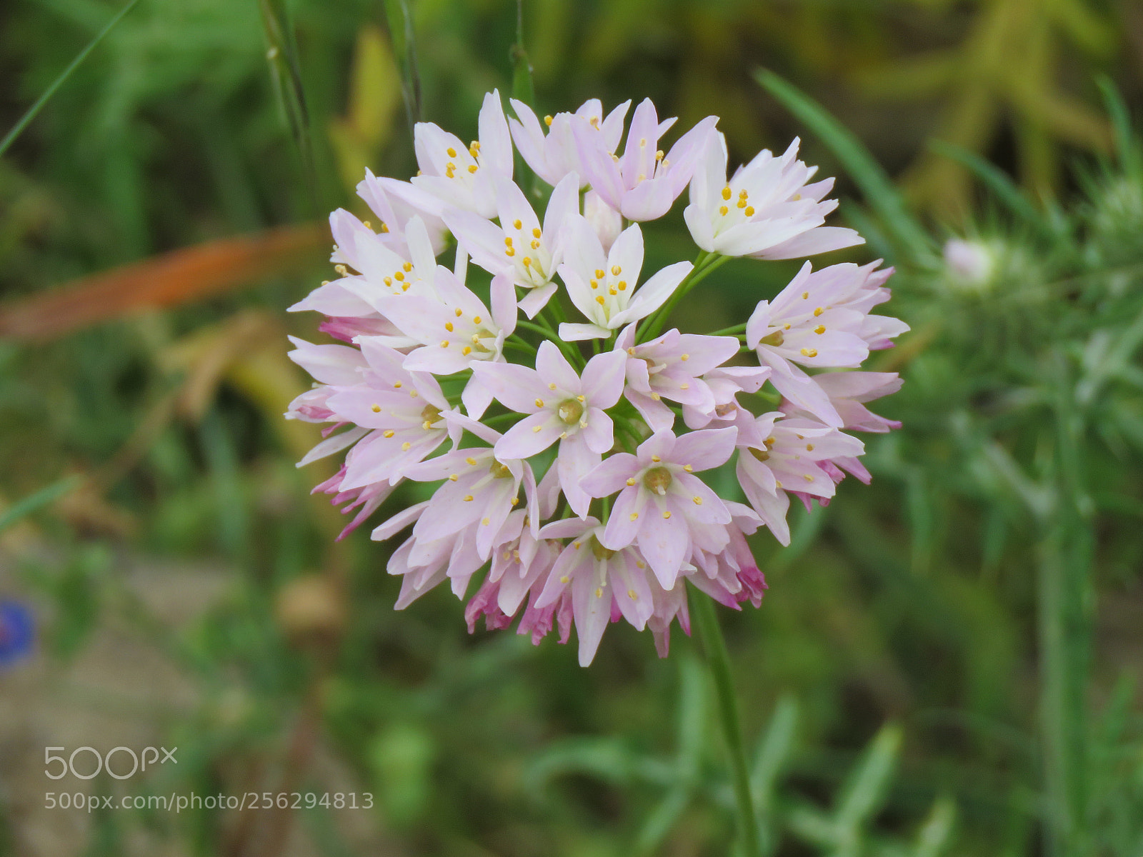 Canon PowerShot SX60 HS sample photo. Garlic flower photography