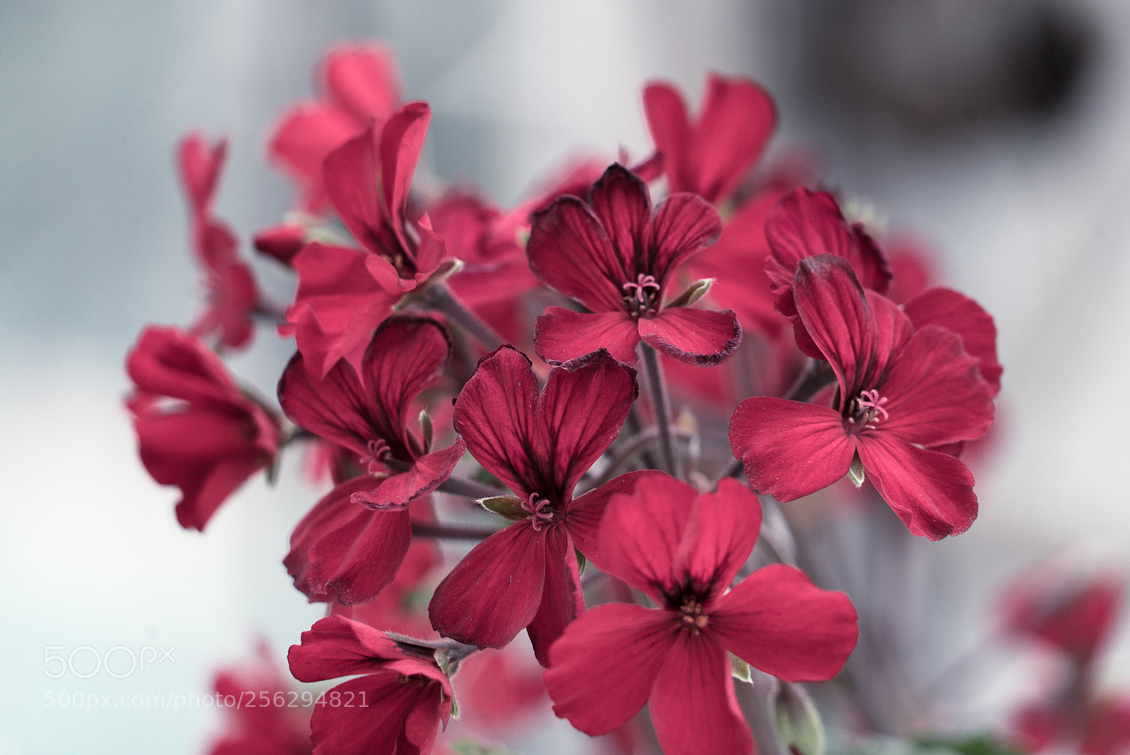 Sony a7S sample photo. Untitled photography