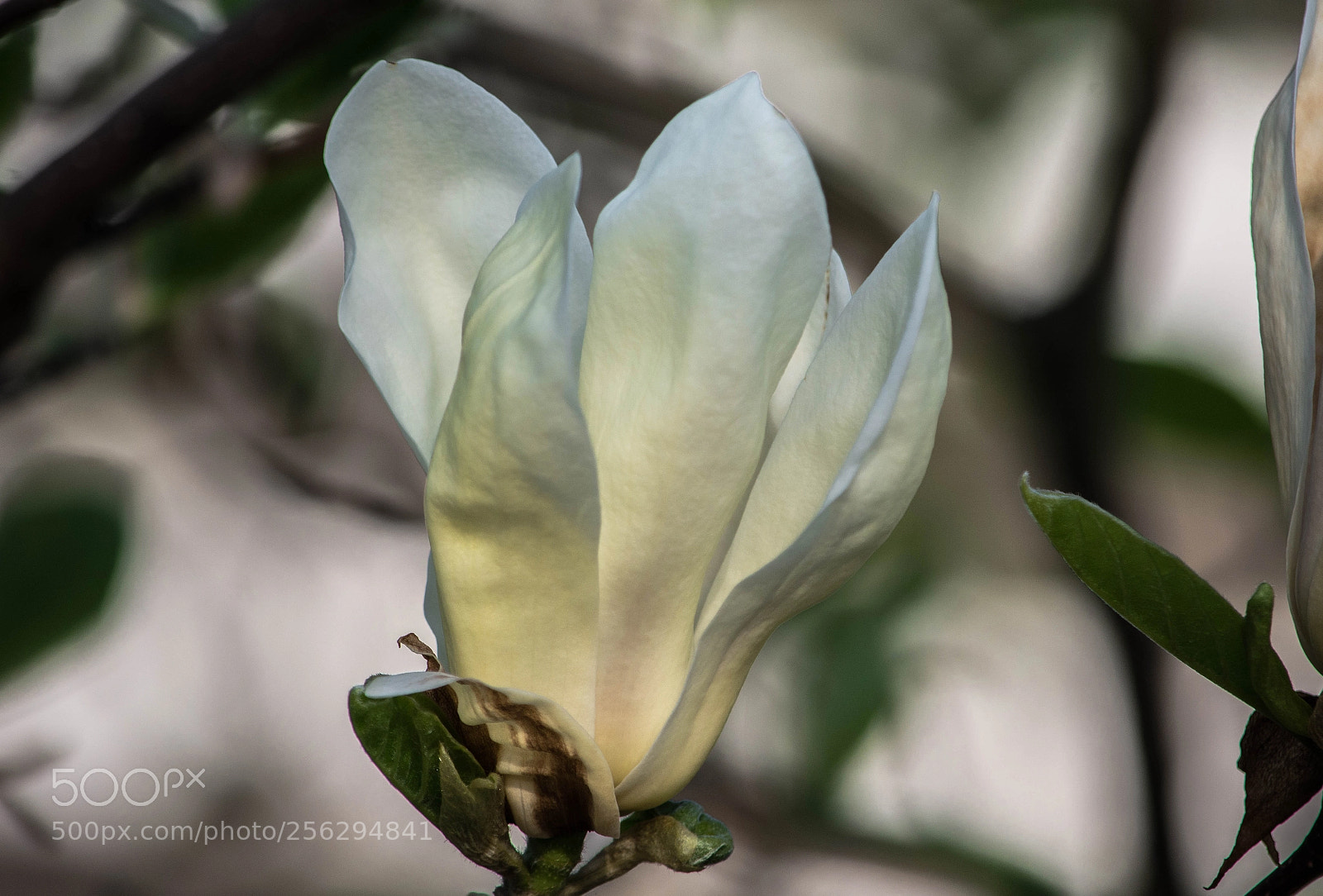 Nikon D7100 sample photo. Flor in the shadow photography