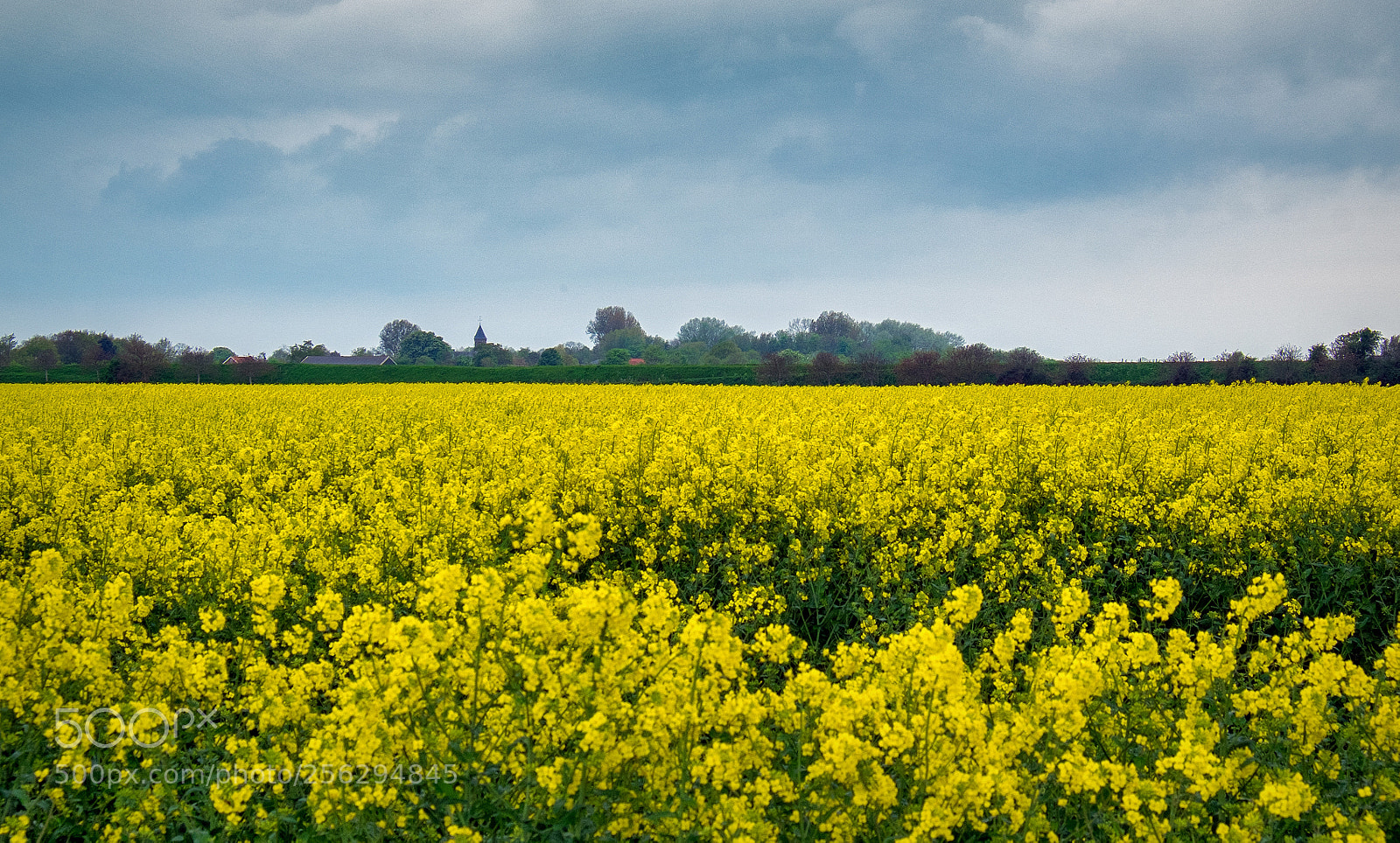 Fujifilm X-T1 sample photo. The yellow sea.... photography