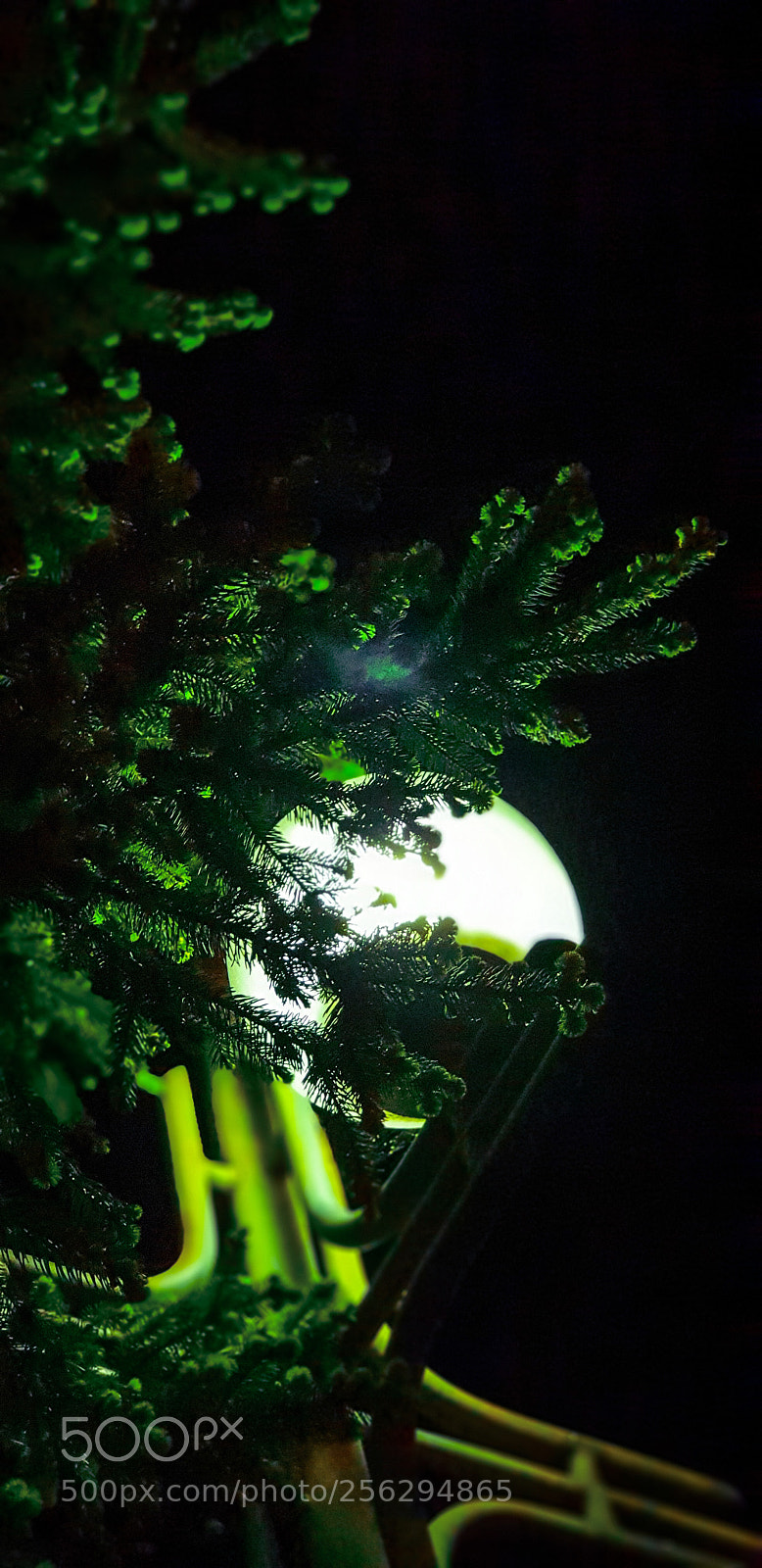 Samsung Galaxy S9+ sample photo. Untitled photography