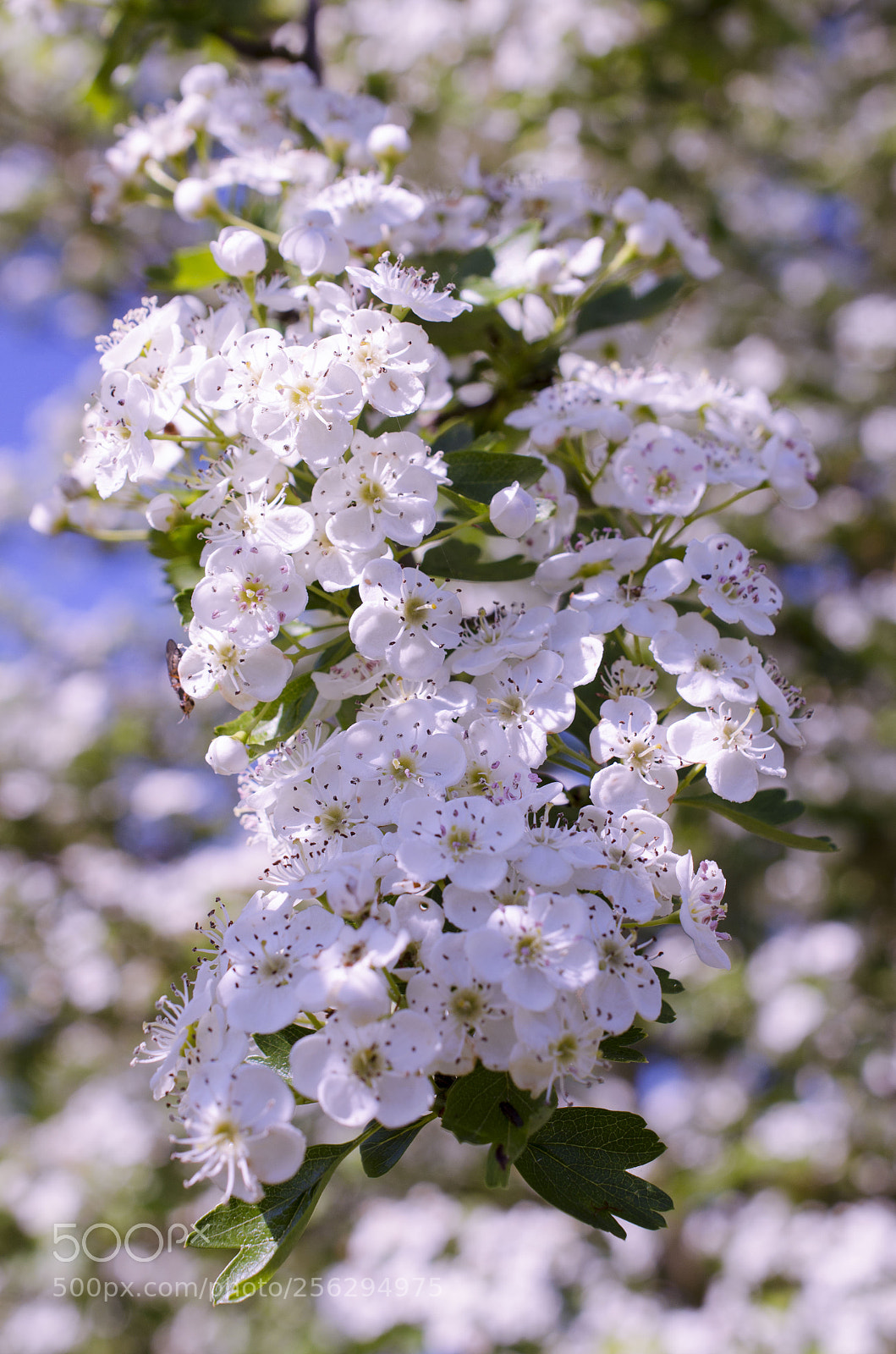 Nikon D5100 sample photo. Spring flowers photography