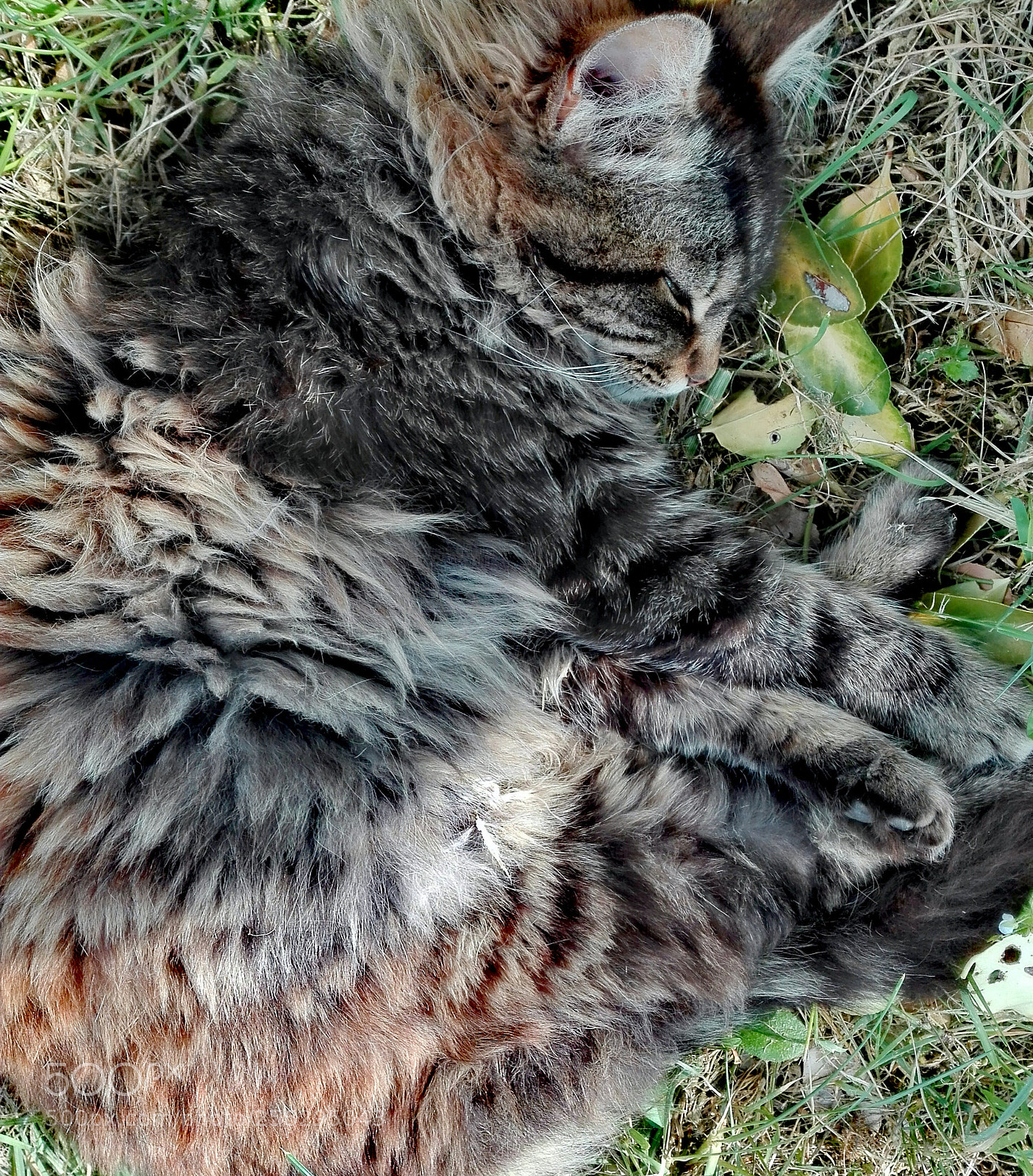 HUAWEI P8 Lite sample photo. Naptime (in color) photography