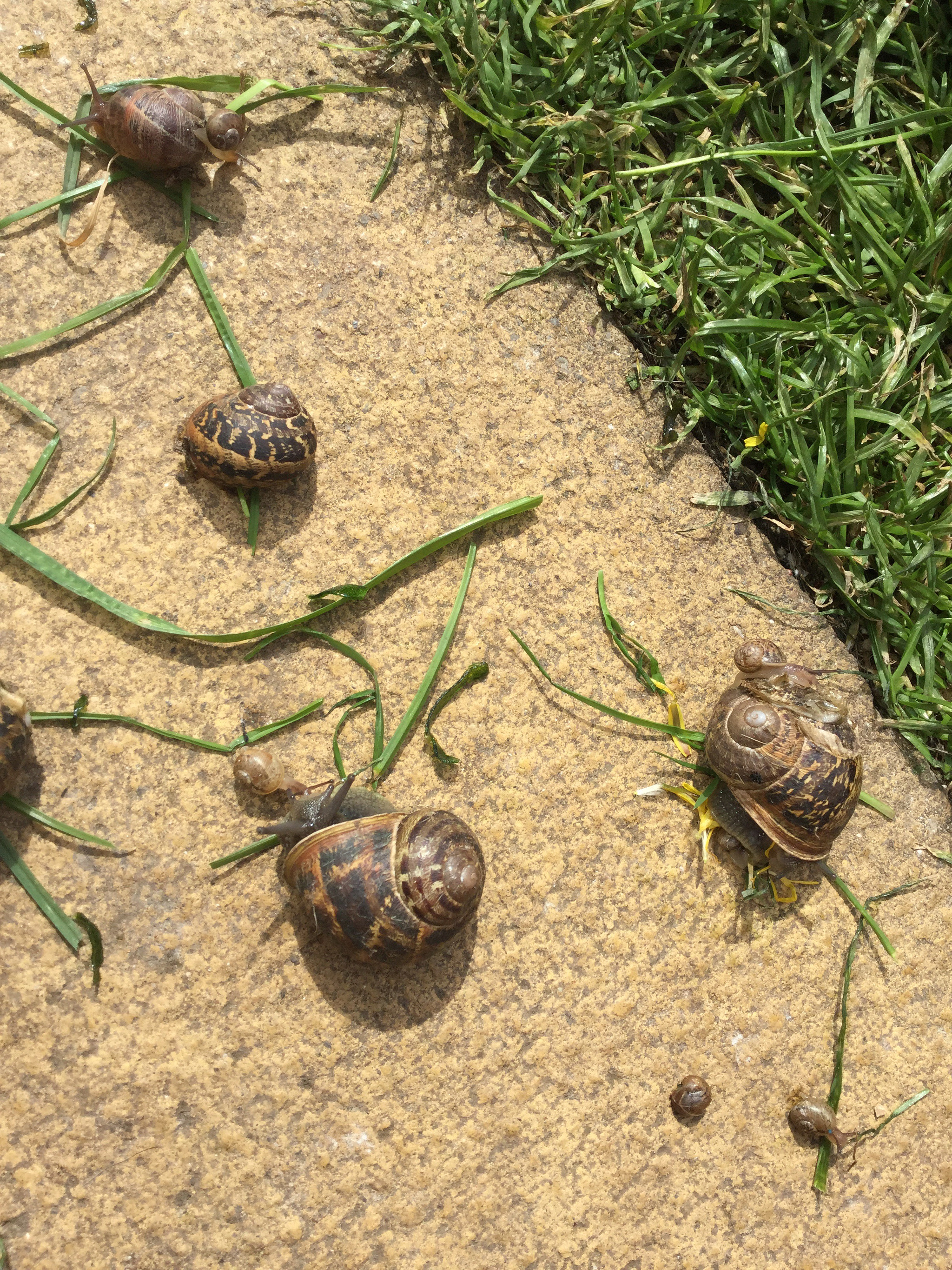 Apple iPad Air 2 sample photo. Snails photography