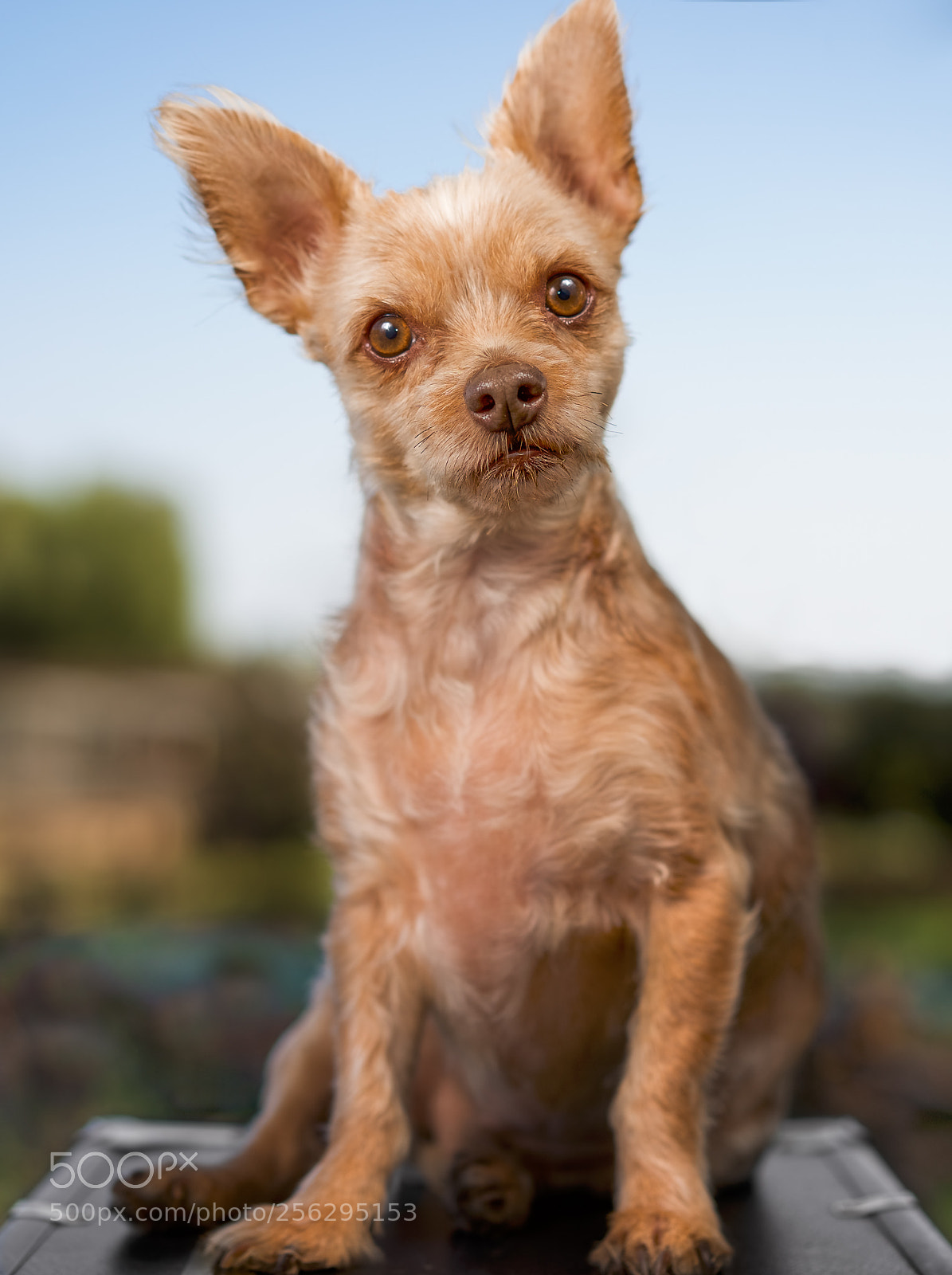 Sony a7 II sample photo. Pup photography
