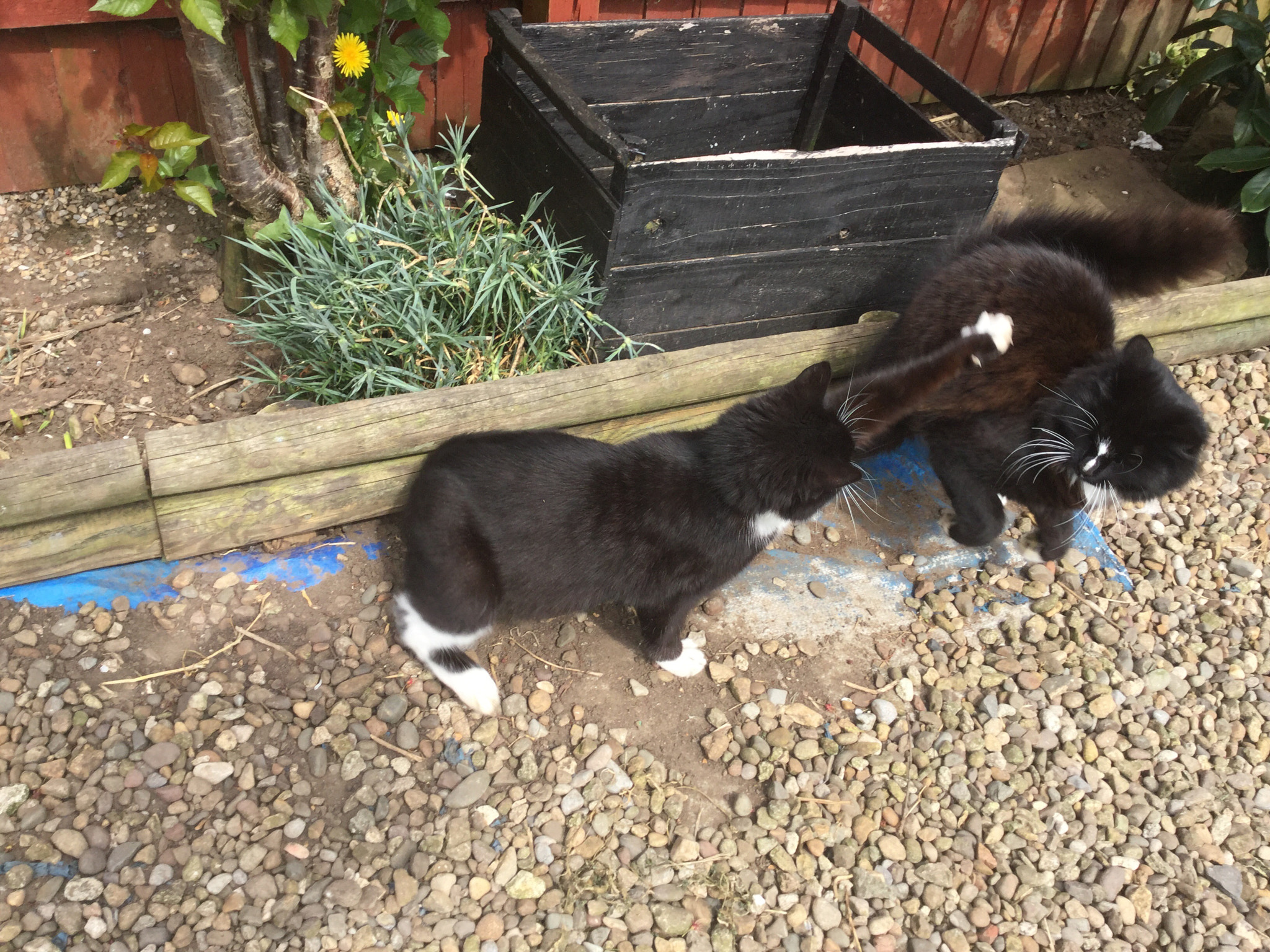 Apple iPad Air 2 sample photo. Cats photography