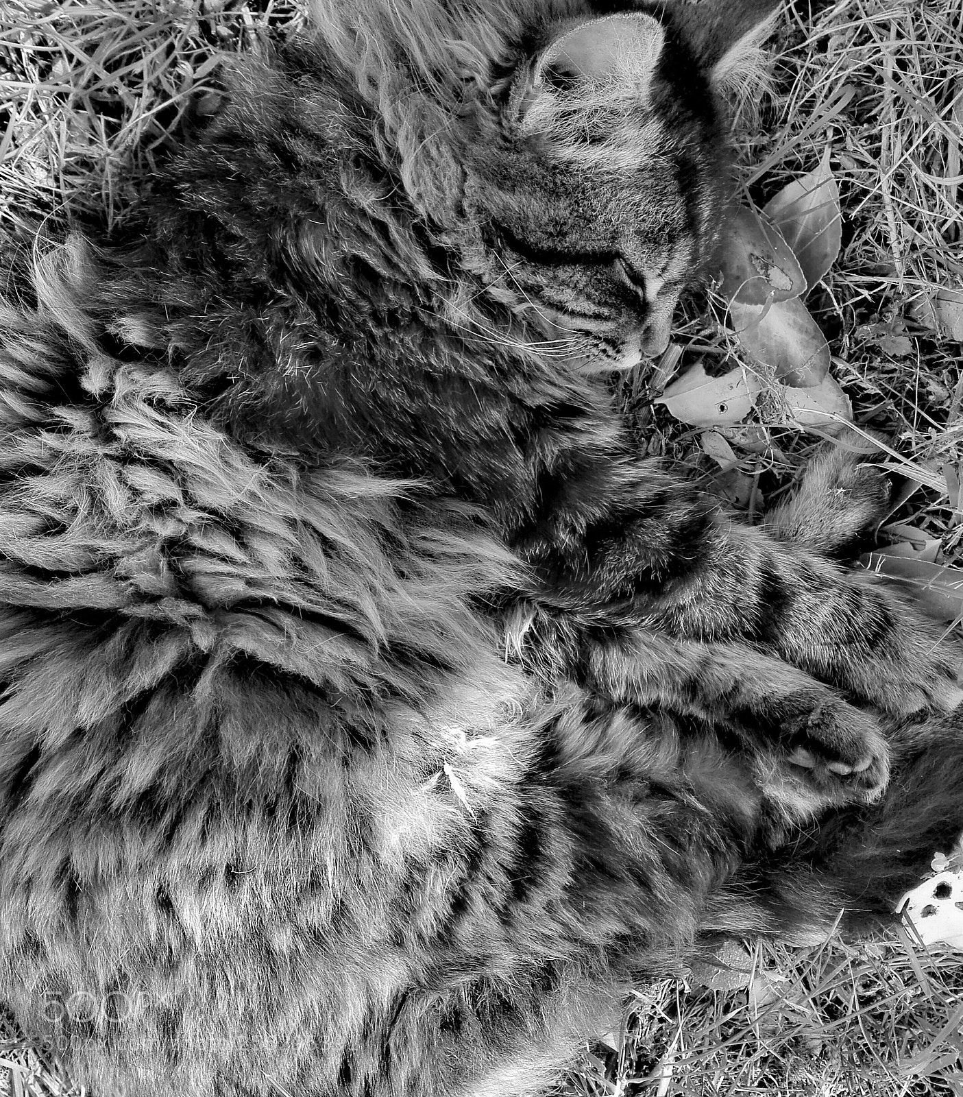 HUAWEI P8 Lite sample photo. Naptime (b&w) photography