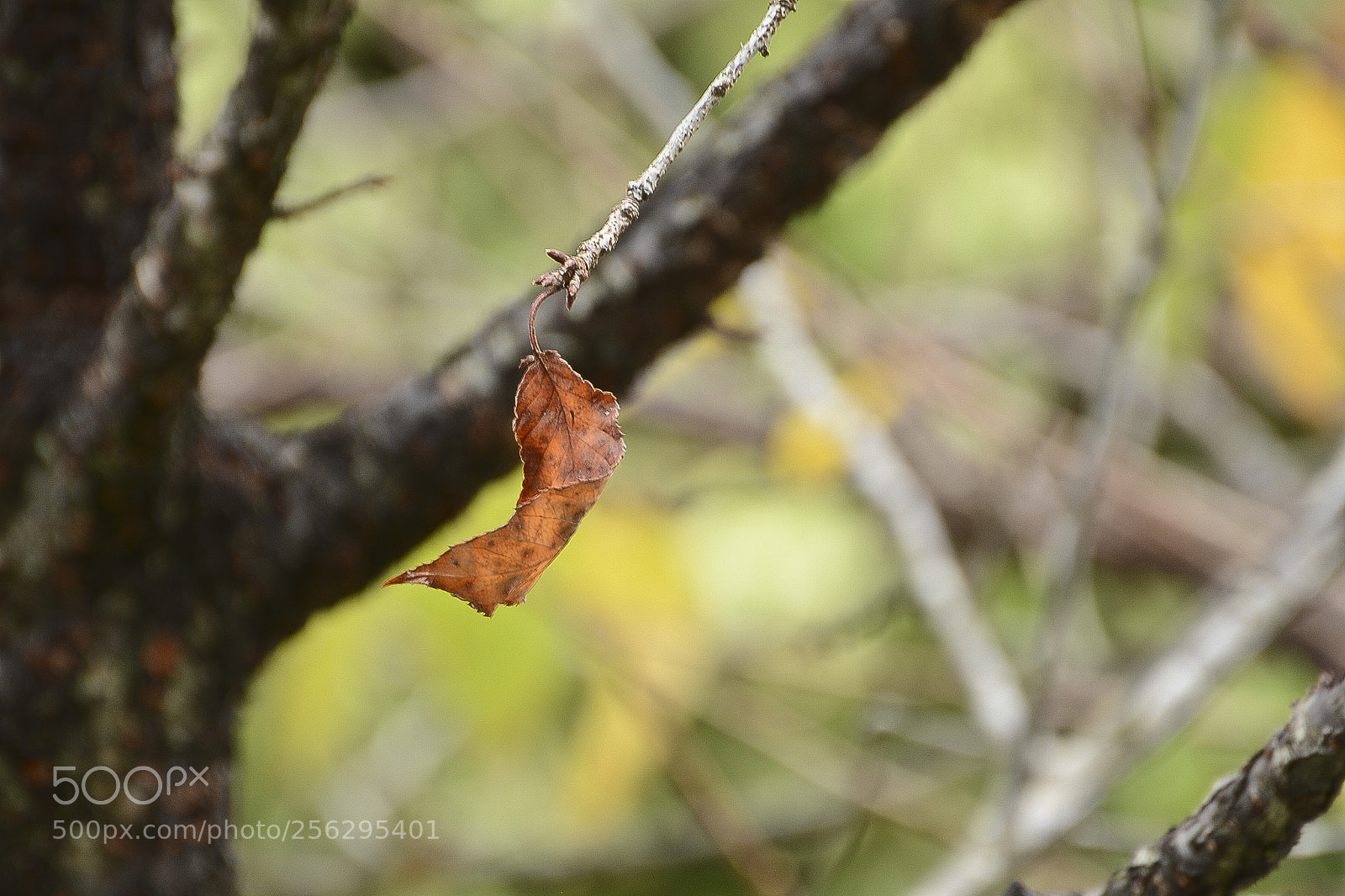Nikon D7100 sample photo. Leve, ela balan a photography