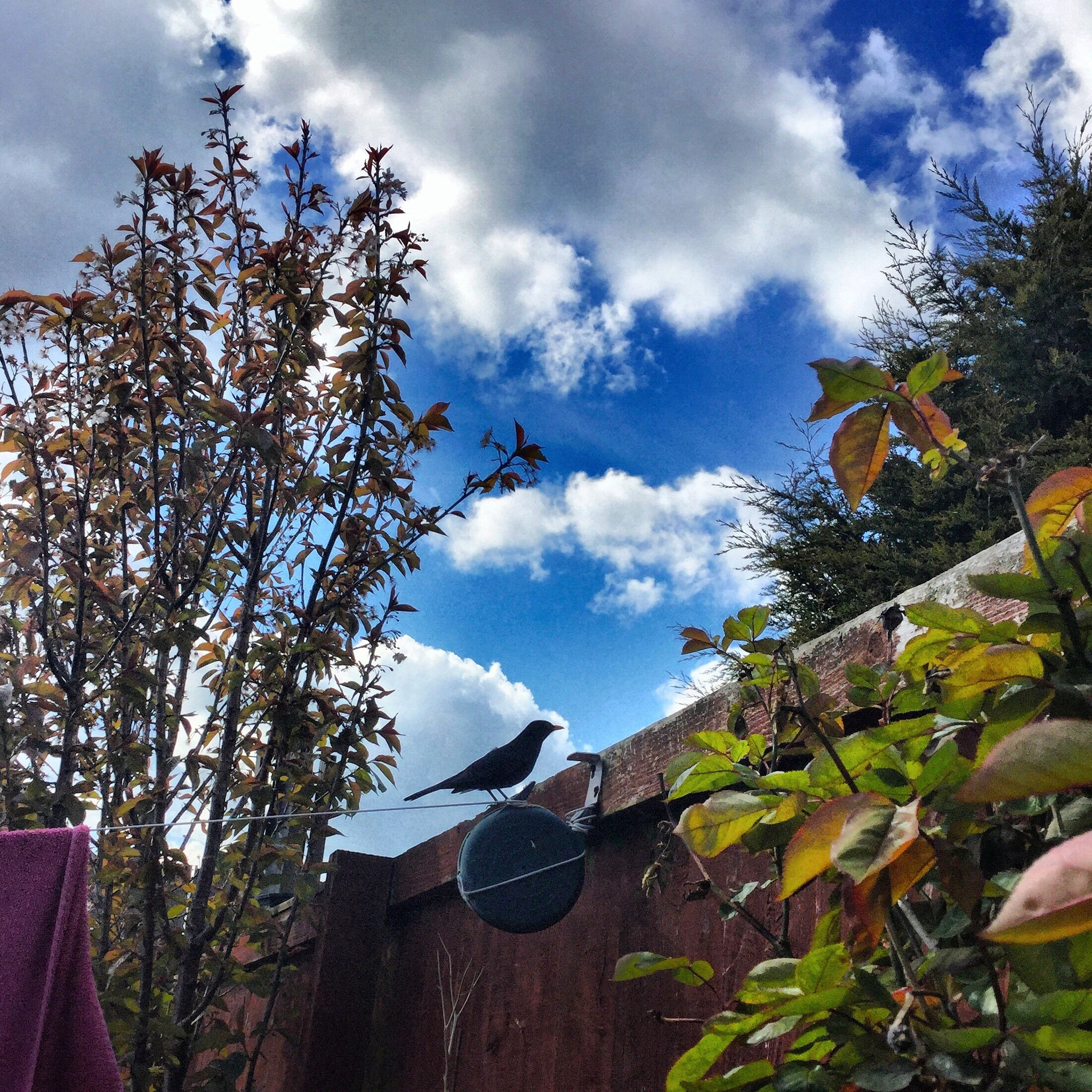 Apple iPad Air 2 sample photo. Bird on a fence photography