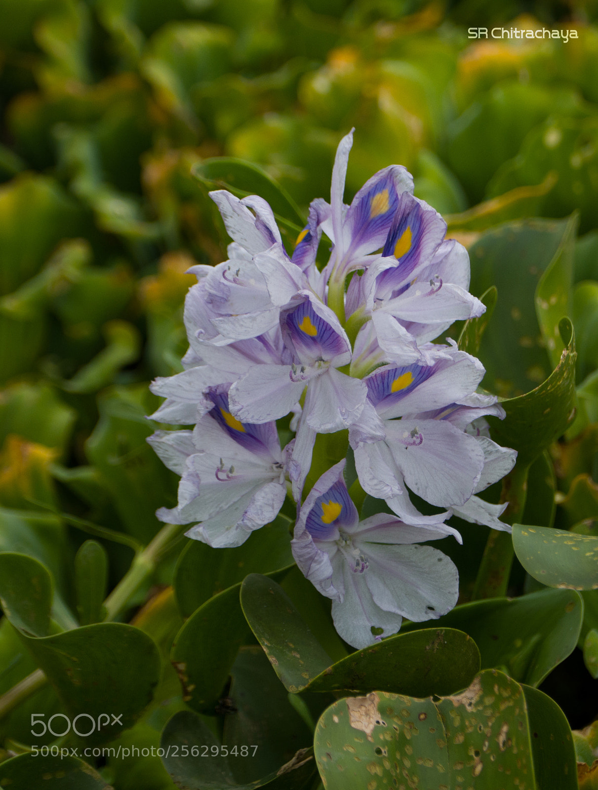 Panasonic Lumix DMC-FZ1000 sample photo. Water hyacinth photography