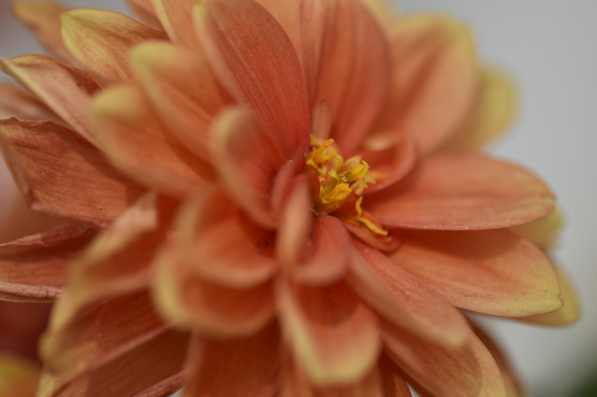 Nikon AF-S Micro-Nikkor 105mm F2.8G IF-ED VR sample photo. Dalya photography