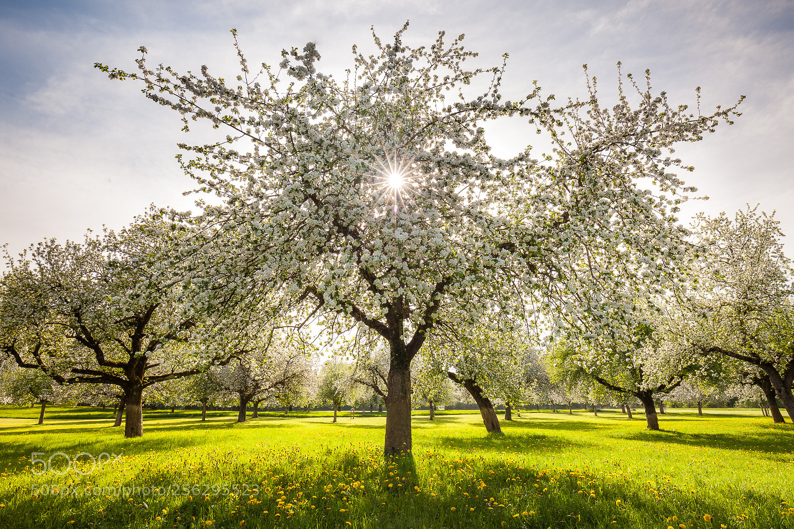 Canon EOS 5D Mark II sample photo. Apple bloom photography