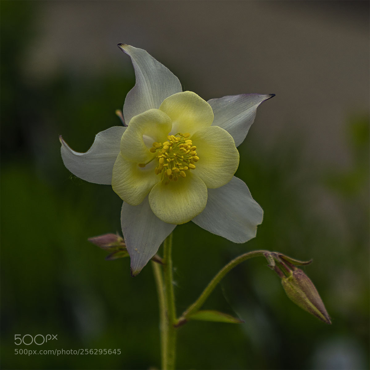 Sony a6300 sample photo. Blüten 020518-014 photography