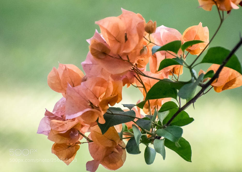 Nikon D5300 sample photo. Bougainvillea bunch ! photography