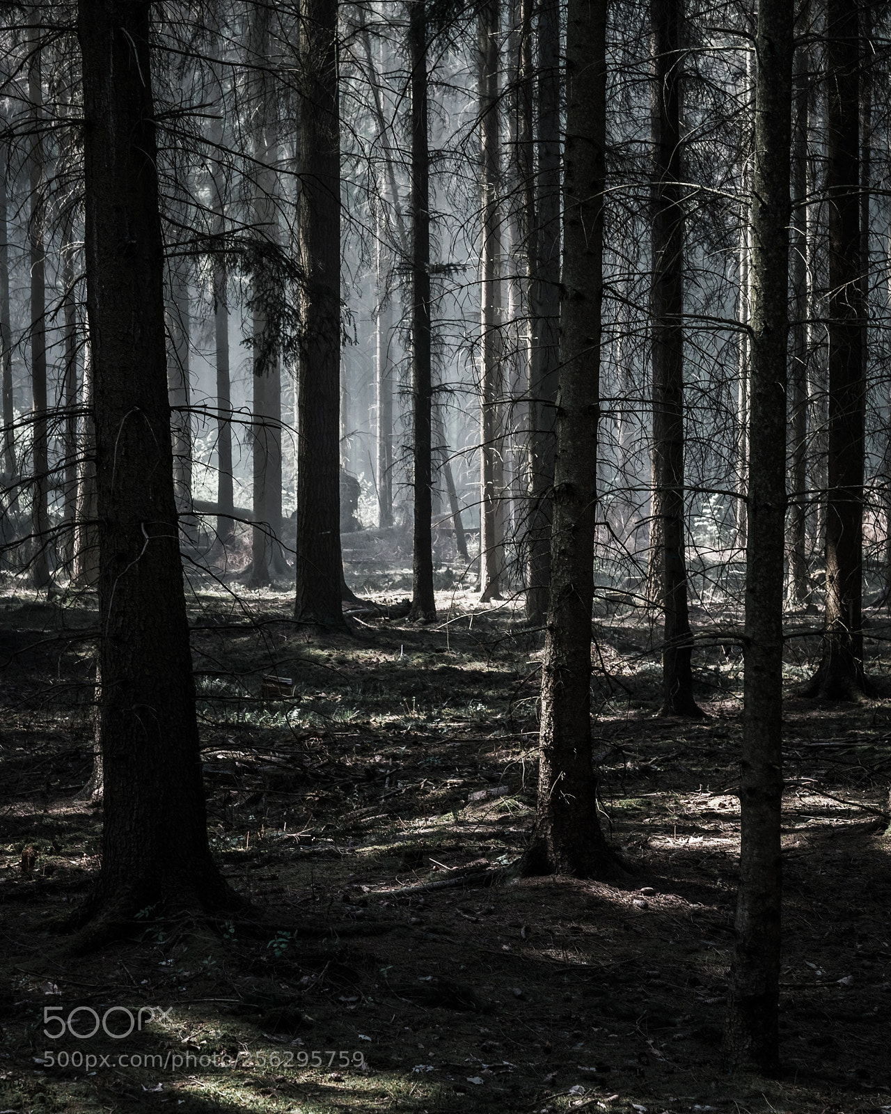 Fujifilm X-T2 sample photo. Moody photography