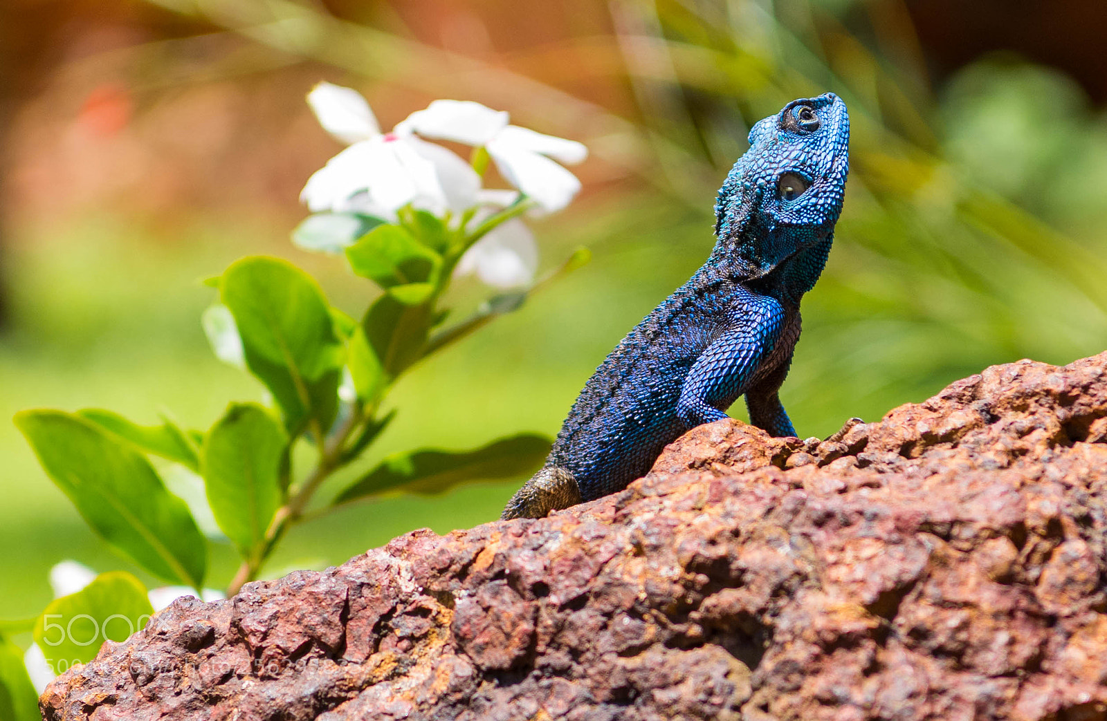 Nikon D850 sample photo. Lizard pose photography
