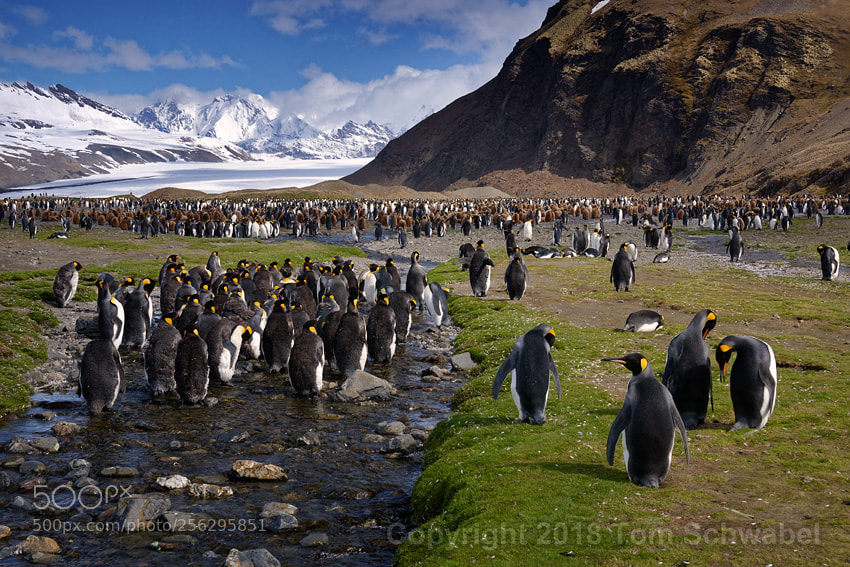 Nikon D800 sample photo. Penguin party photography