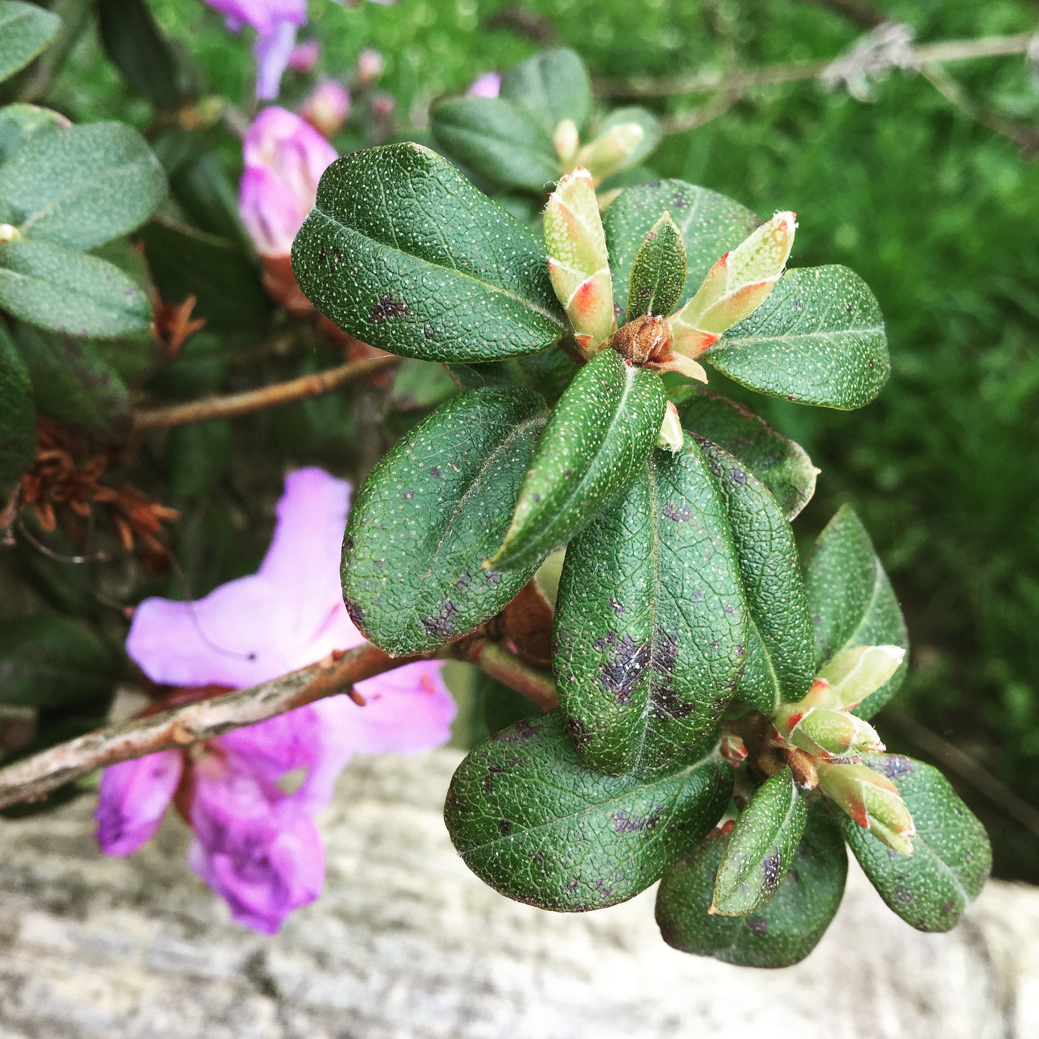 Apple iPad Air 2 sample photo. Plant  photography