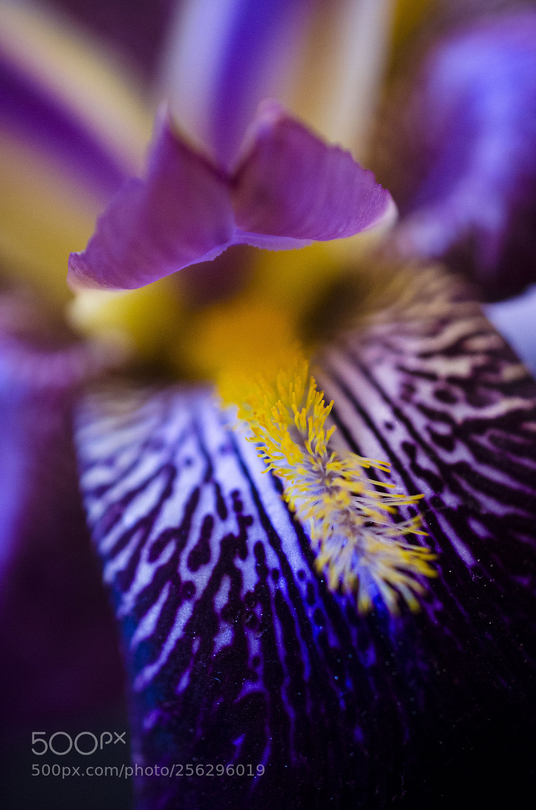 Nikon D5100 sample photo. Iris photography
