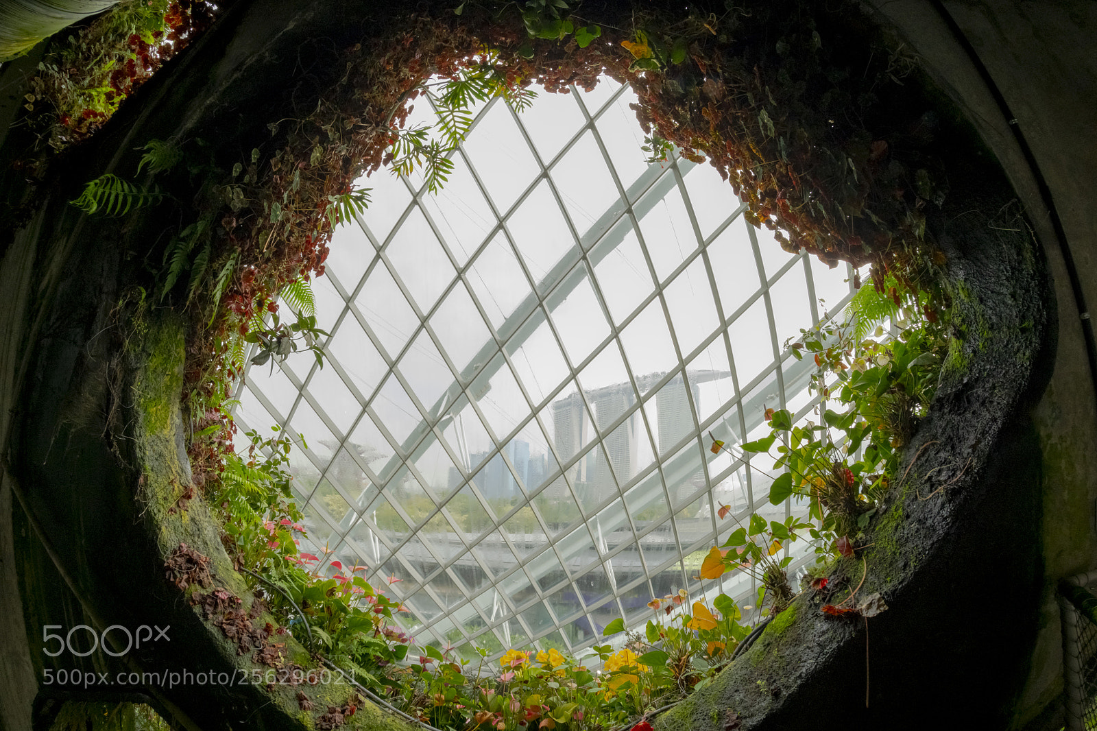 Nikon D850 sample photo. Cloud forest photography
