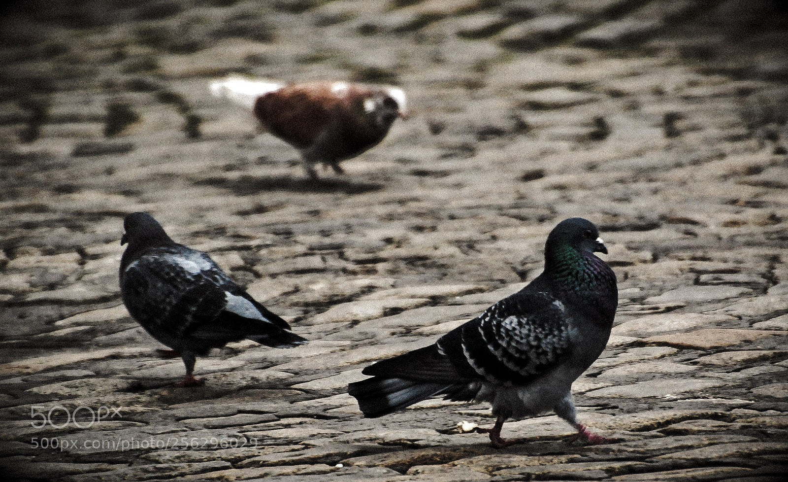 Nikon D60 sample photo. Untitled photography
