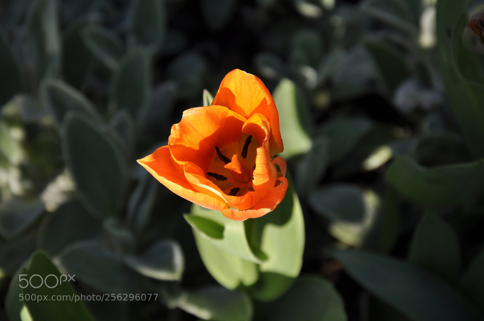 Nikon D90 sample photo. Tulip photography