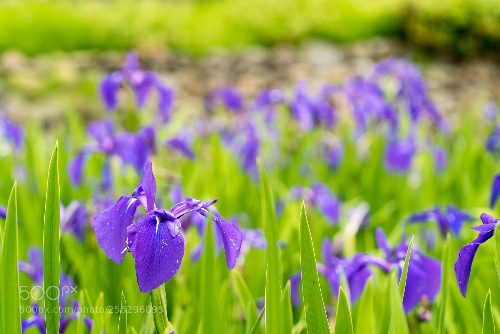 Sony a7S sample photo. Untitled photography