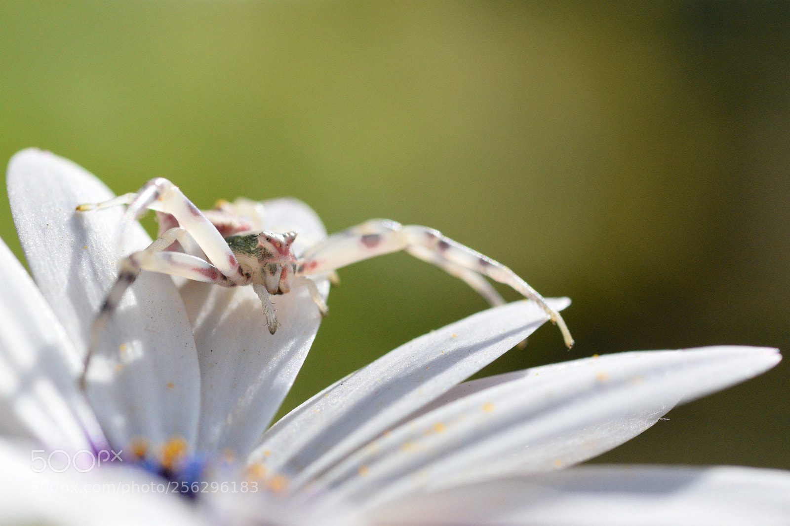 Nikon D3300 sample photo. Spider on a walk photography