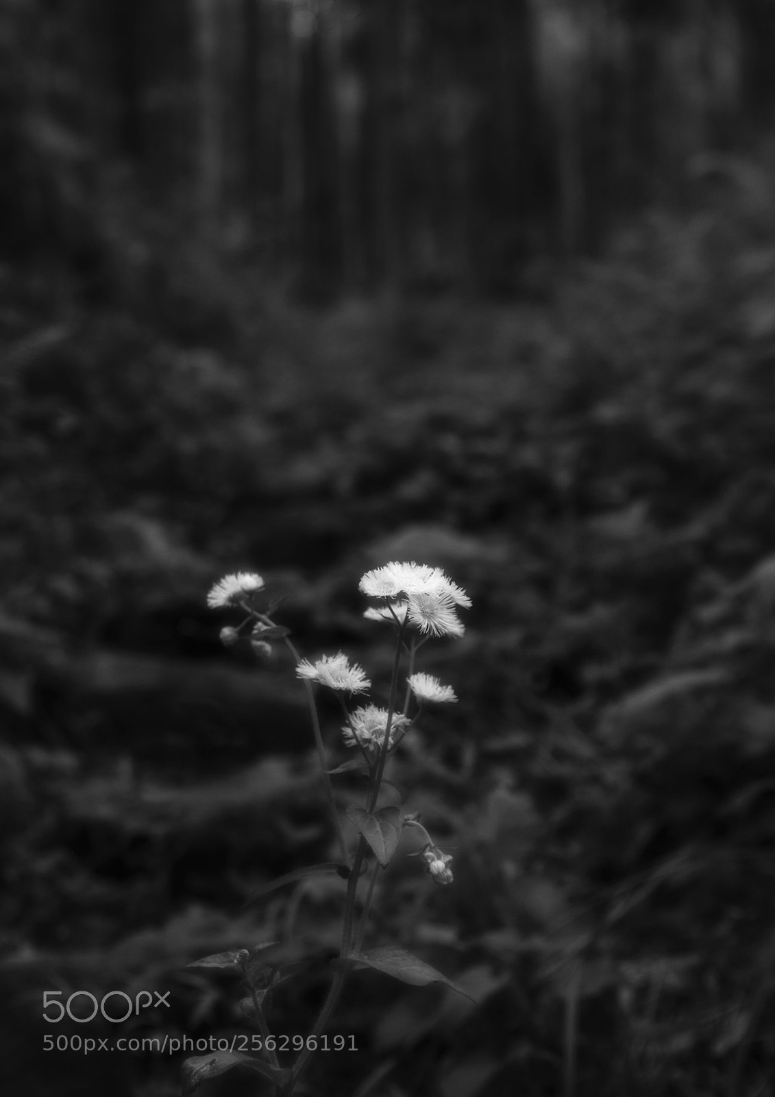 Canon EOS 5D Mark II sample photo. Untitled photography