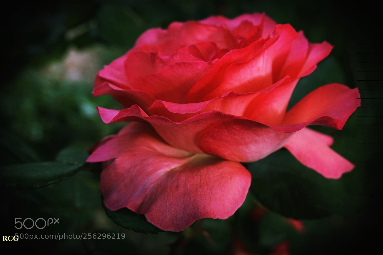 Sony Alpha a5000 (ILCE 5000) sample photo. Untitled photography