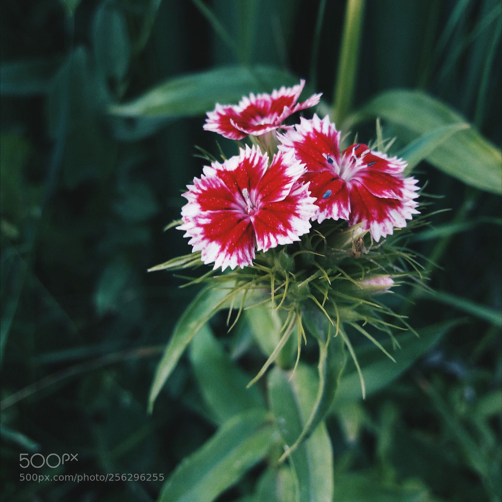 Samsung Galaxy J5(2016) sample photo. Flower photography