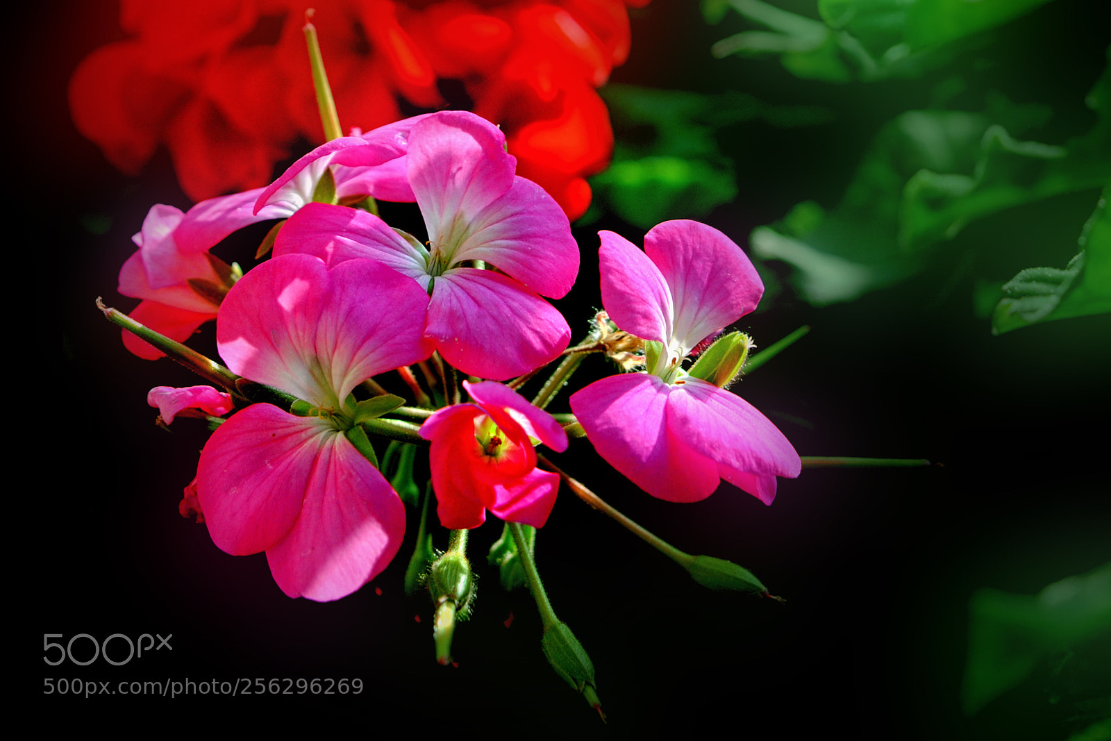 Nikon D300 sample photo. Flowers photography